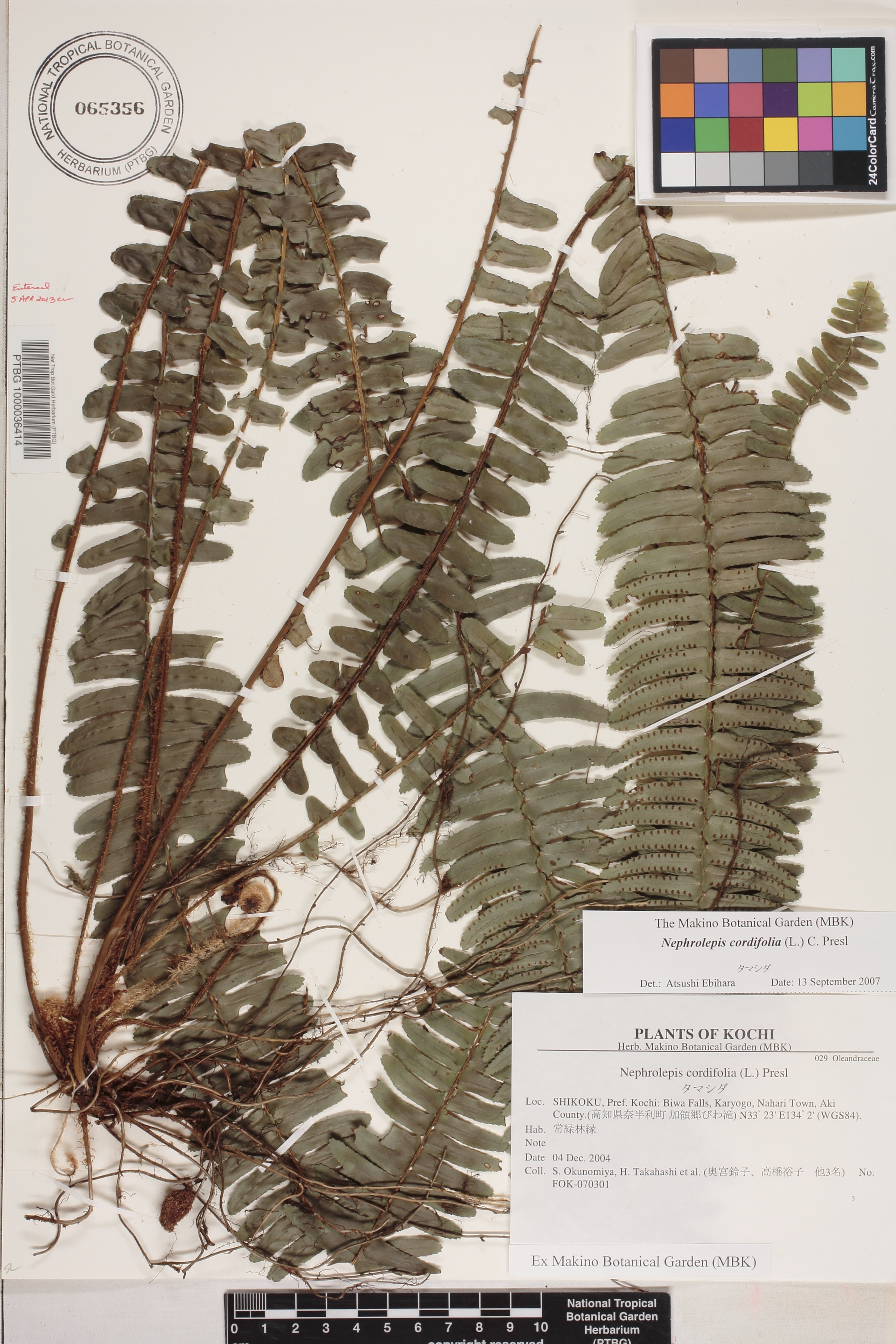 Nephrolepis cordifolia image