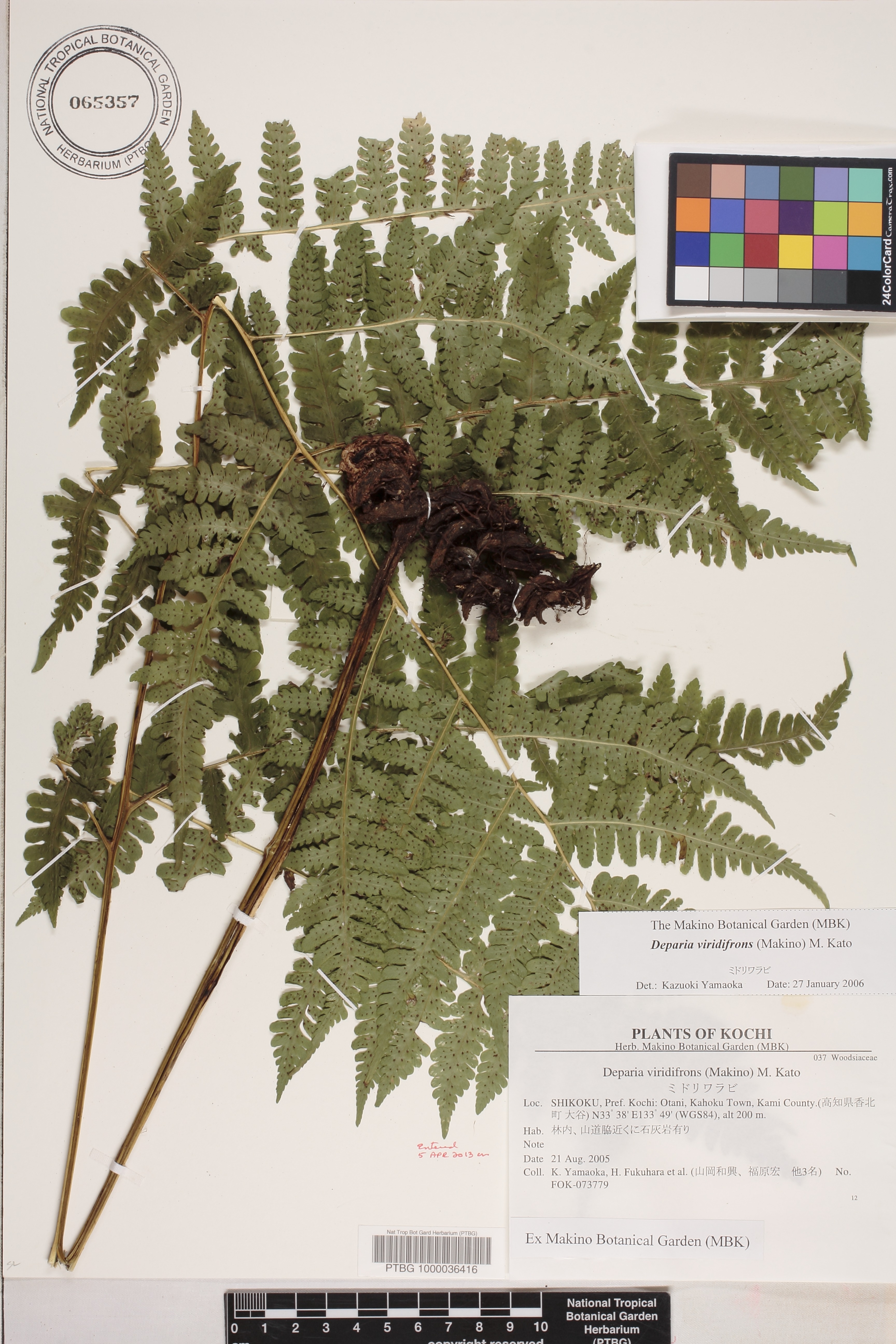 Deparia viridifrons image