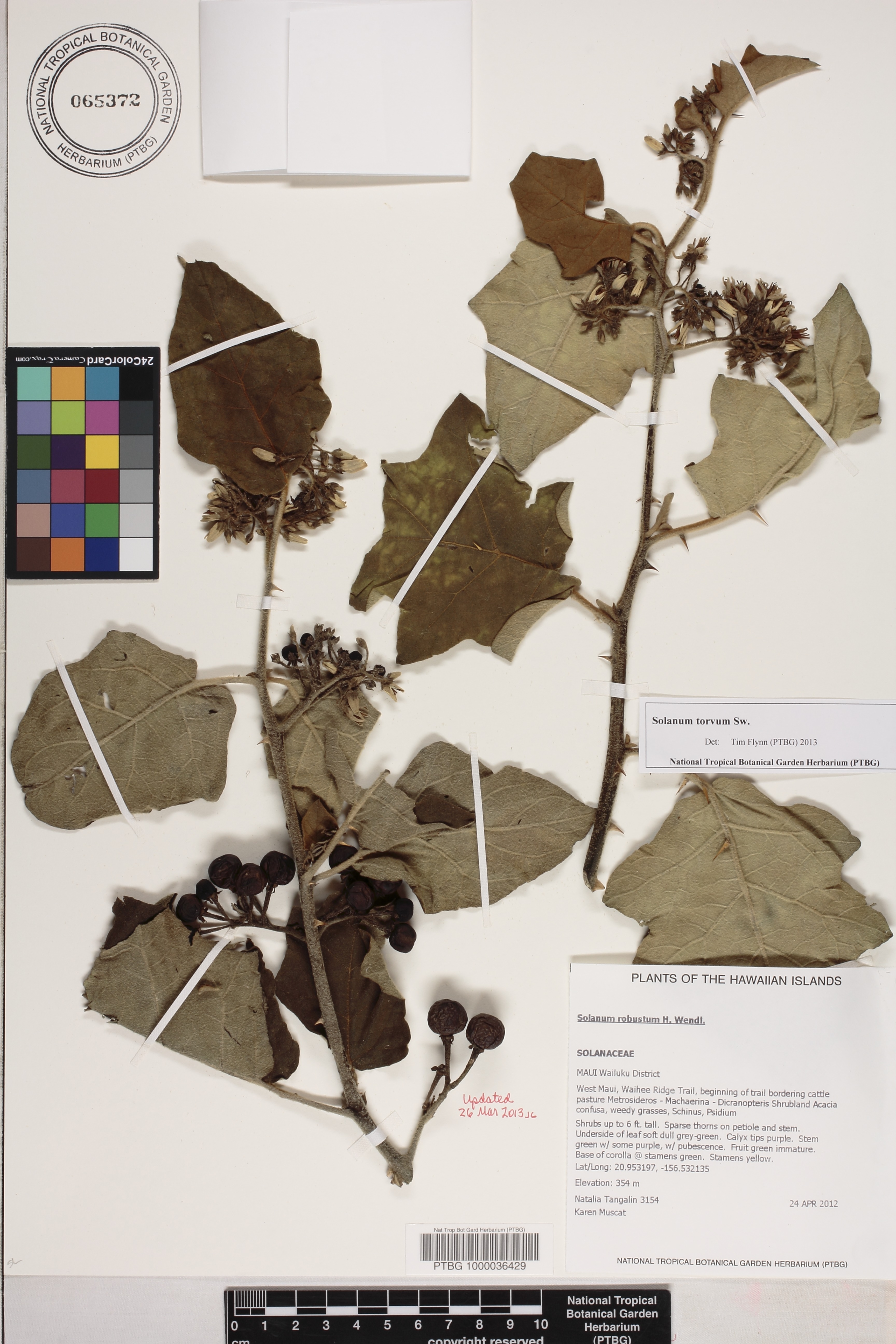 Solanum torvum image