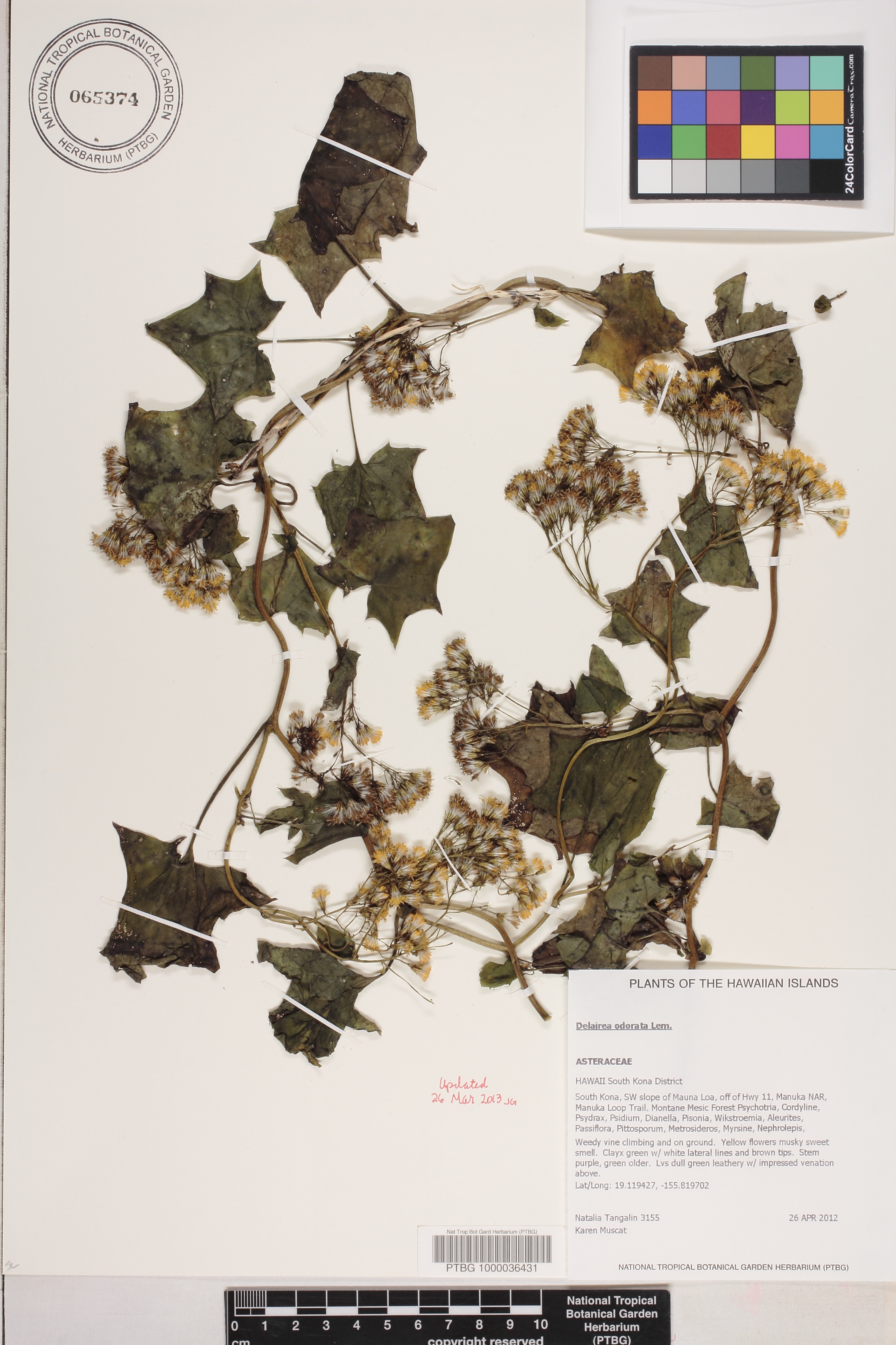 Delairea odorata image