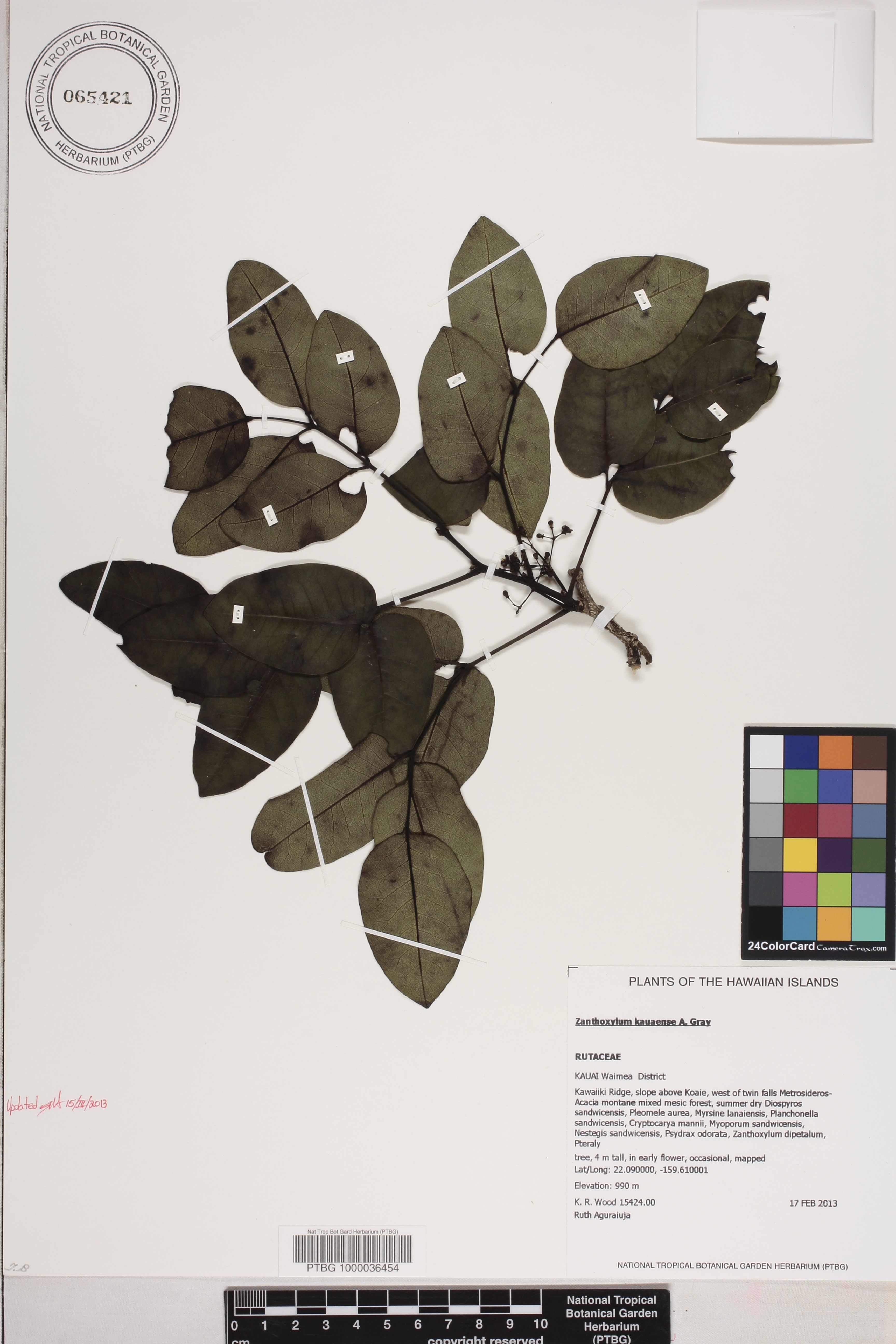 Zanthoxylum image