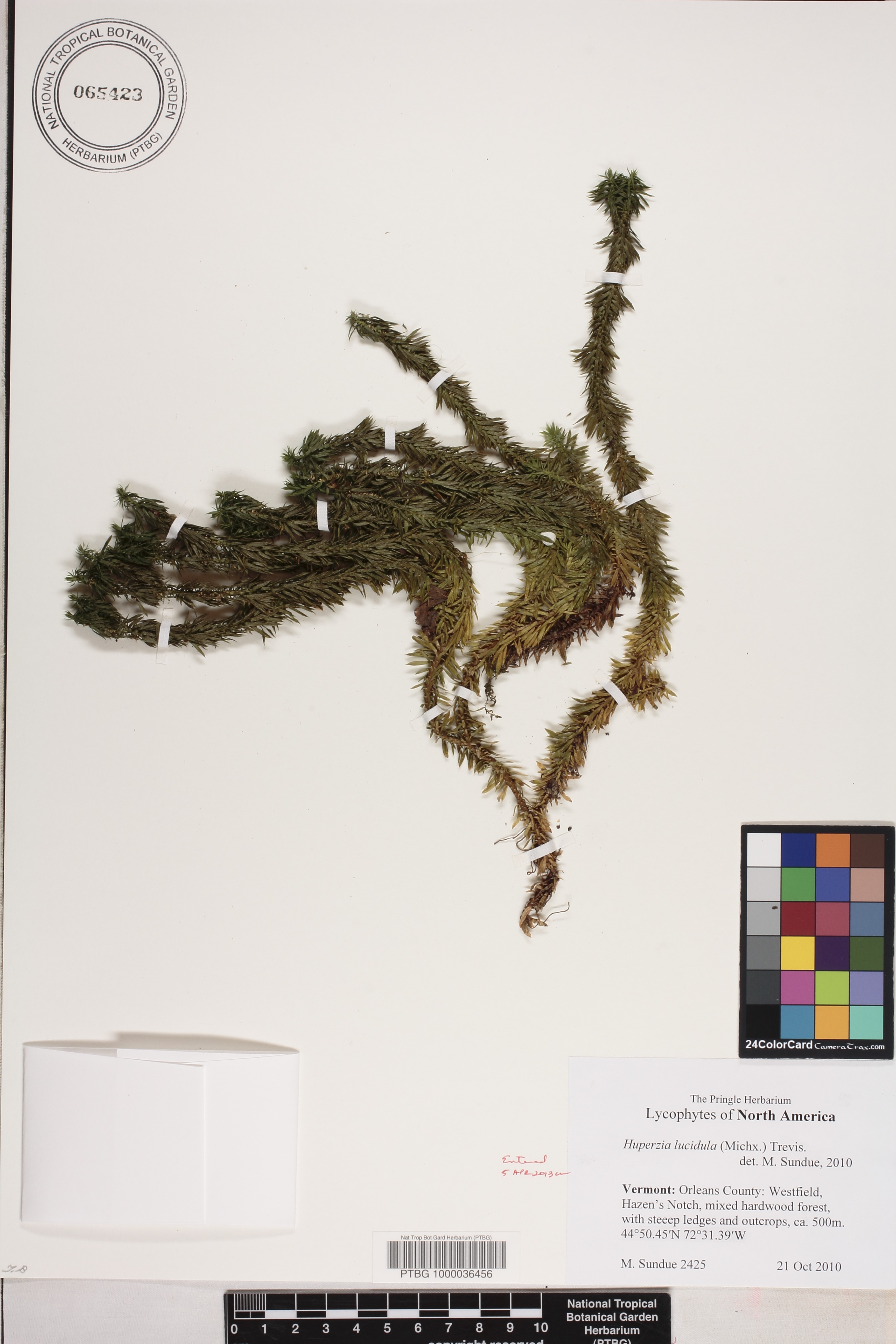 Huperzia lucidula image