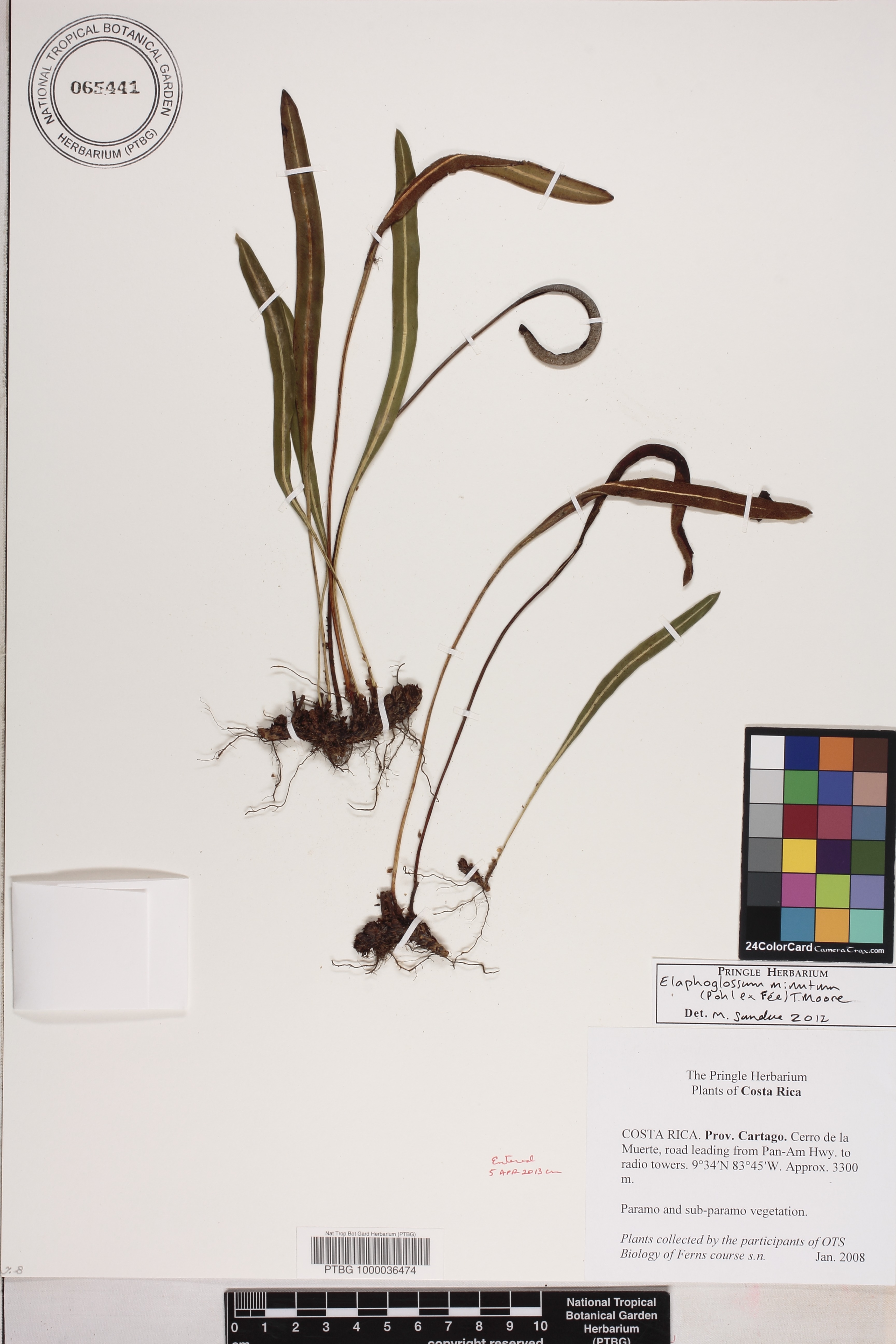 Elaphoglossum minutum image