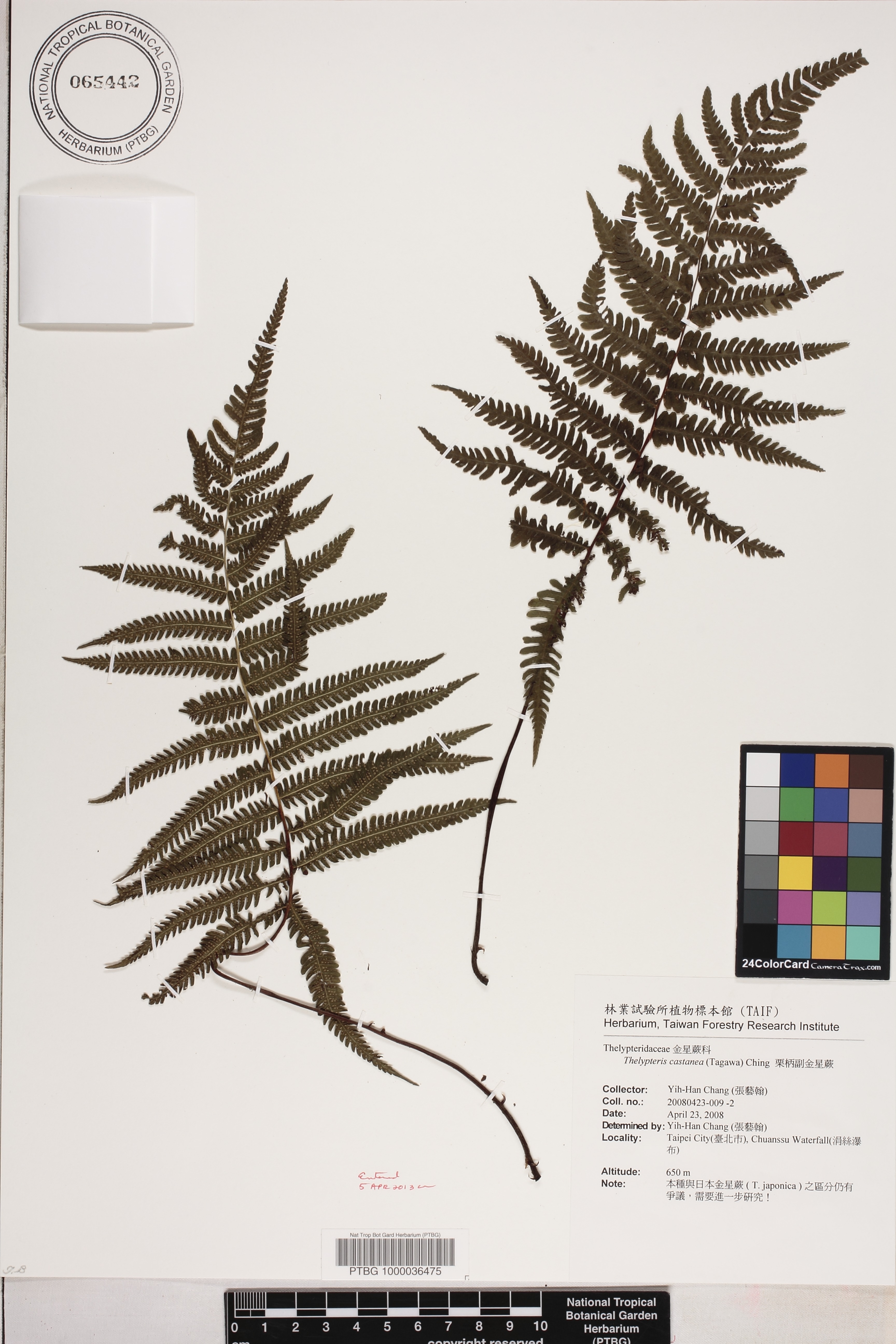 Coryphopteris castanea image