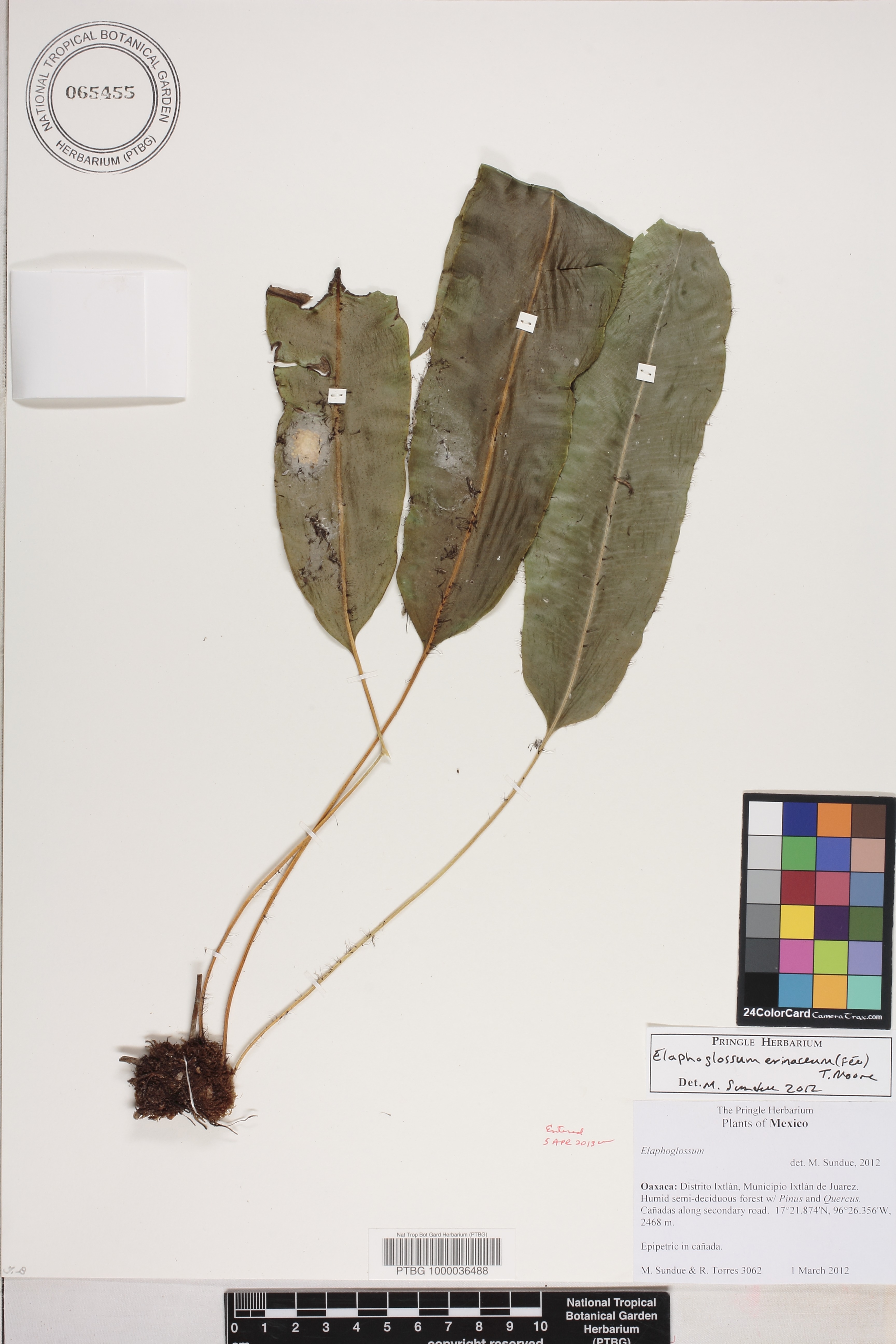 Elaphoglossum erinaceum image