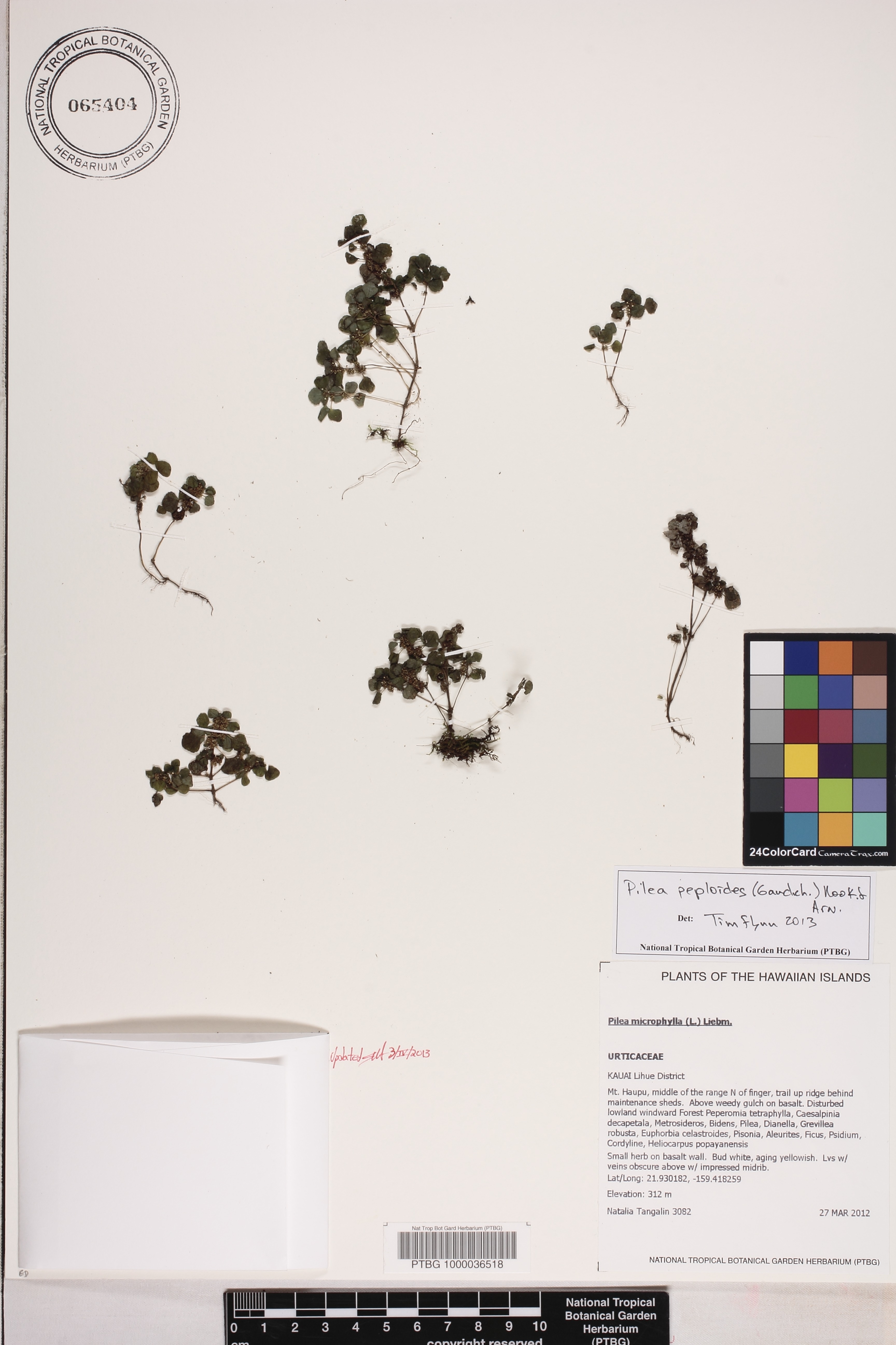 Pilea image