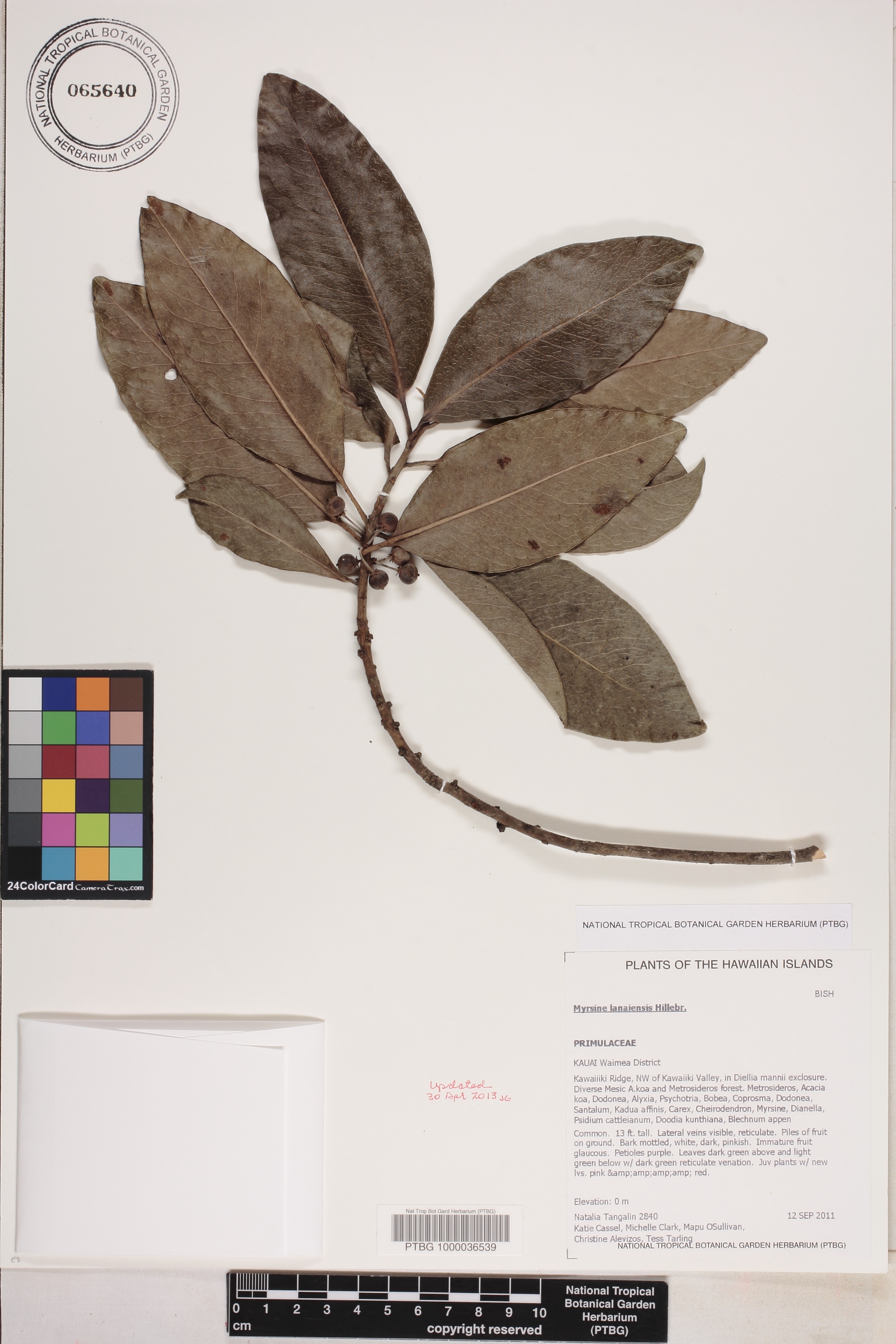 Myrsine image