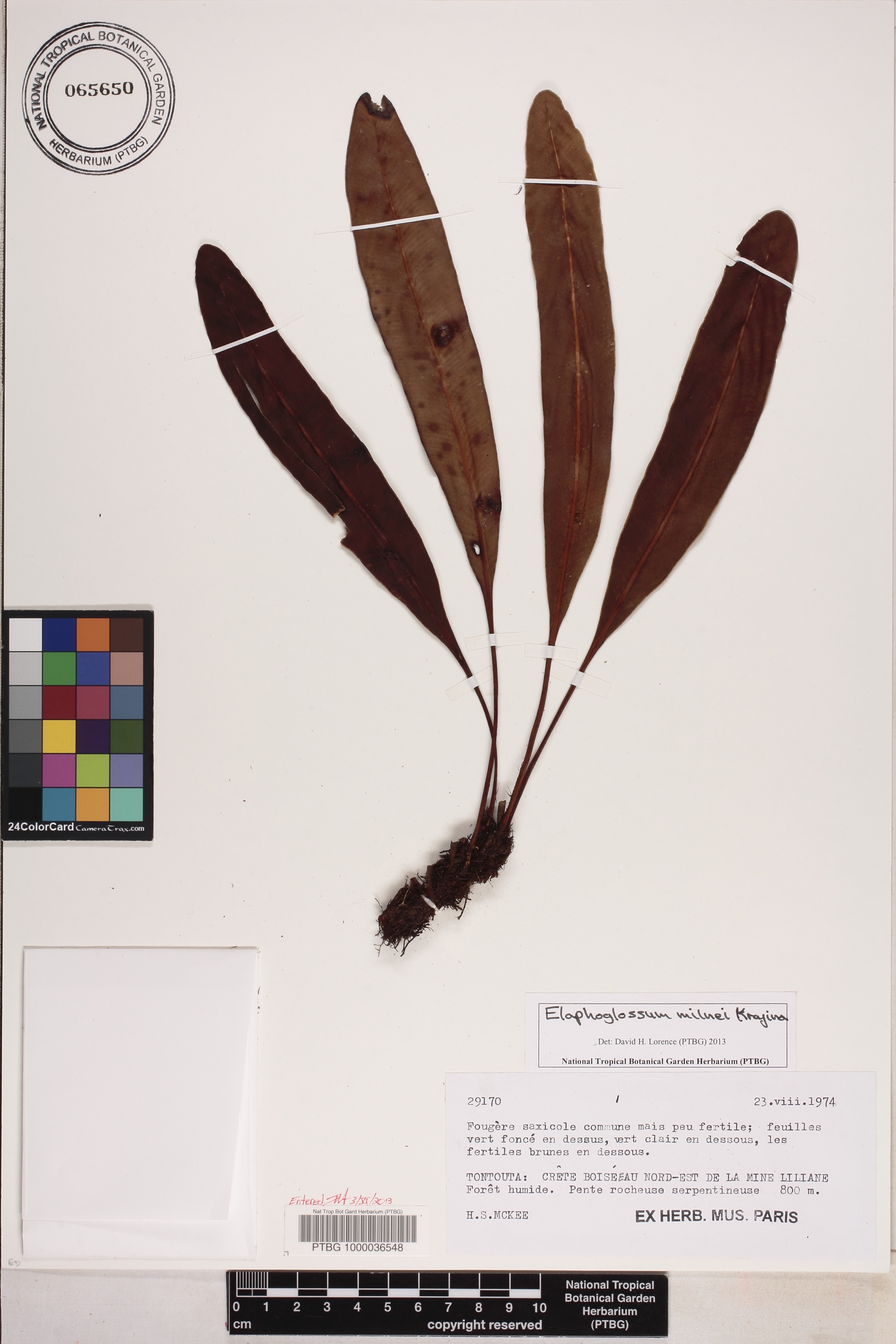 Elaphoglossum milnei image