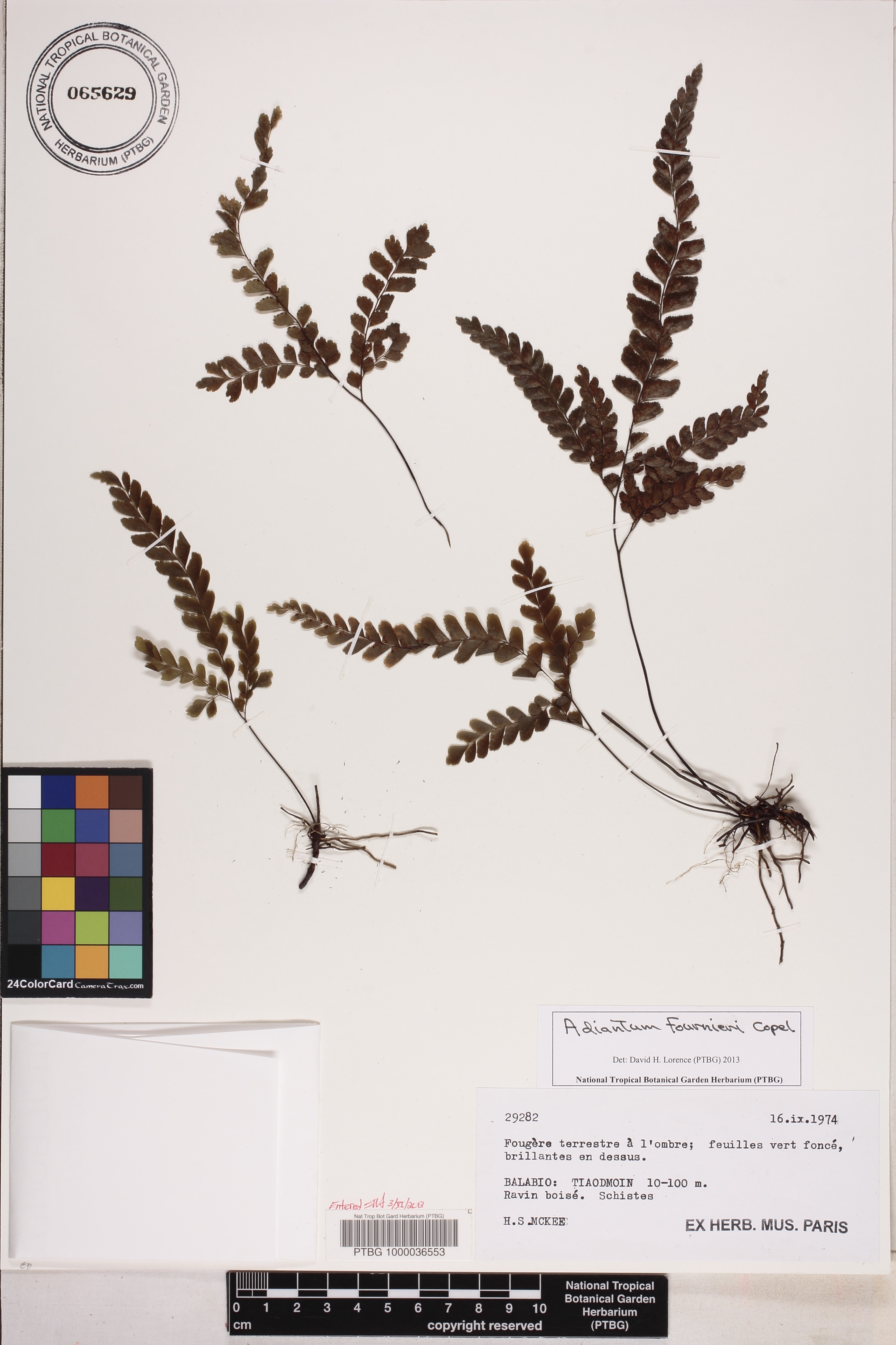 Adiantum fournieri image
