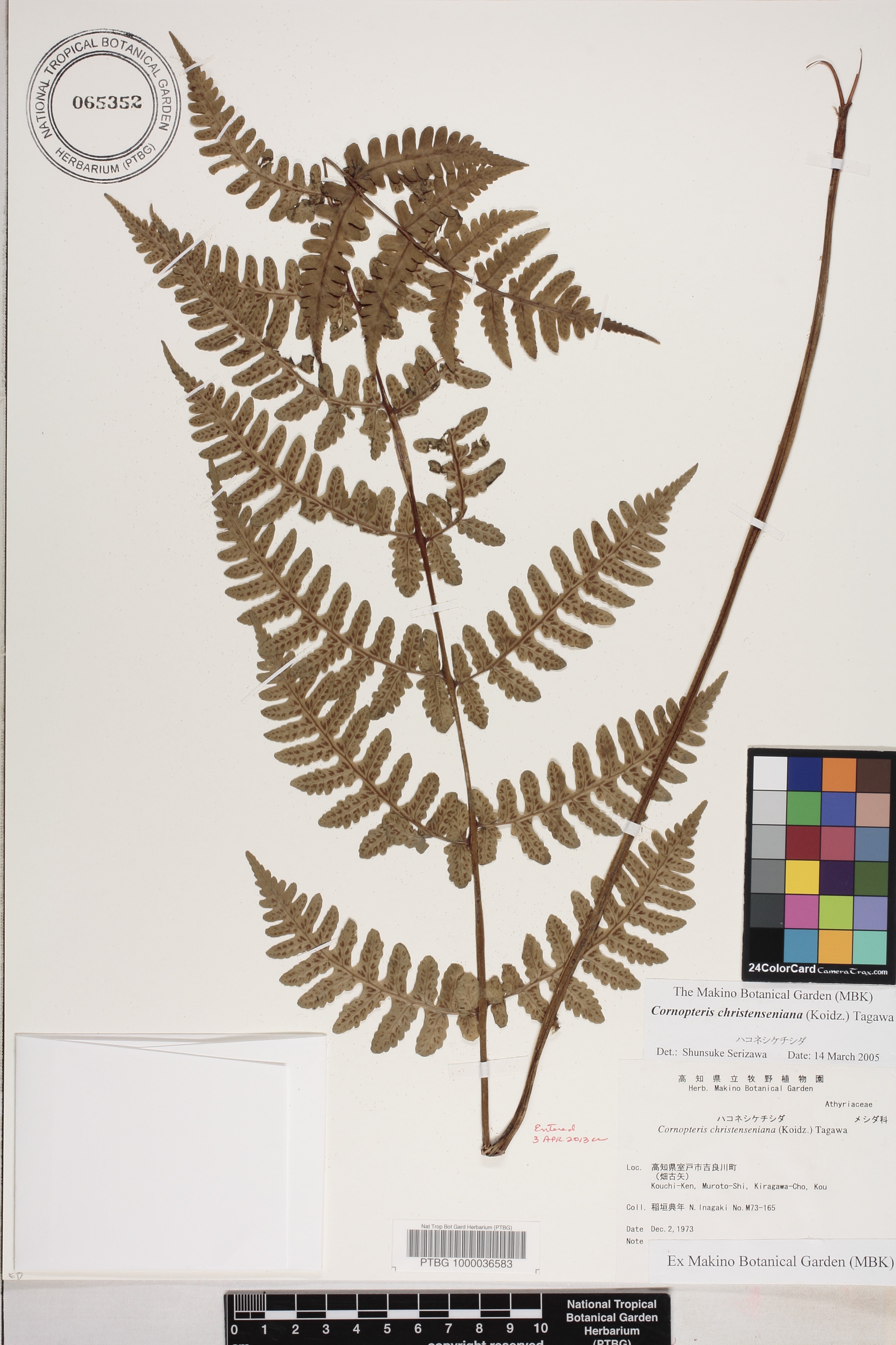 Cornopteris christenseniana image