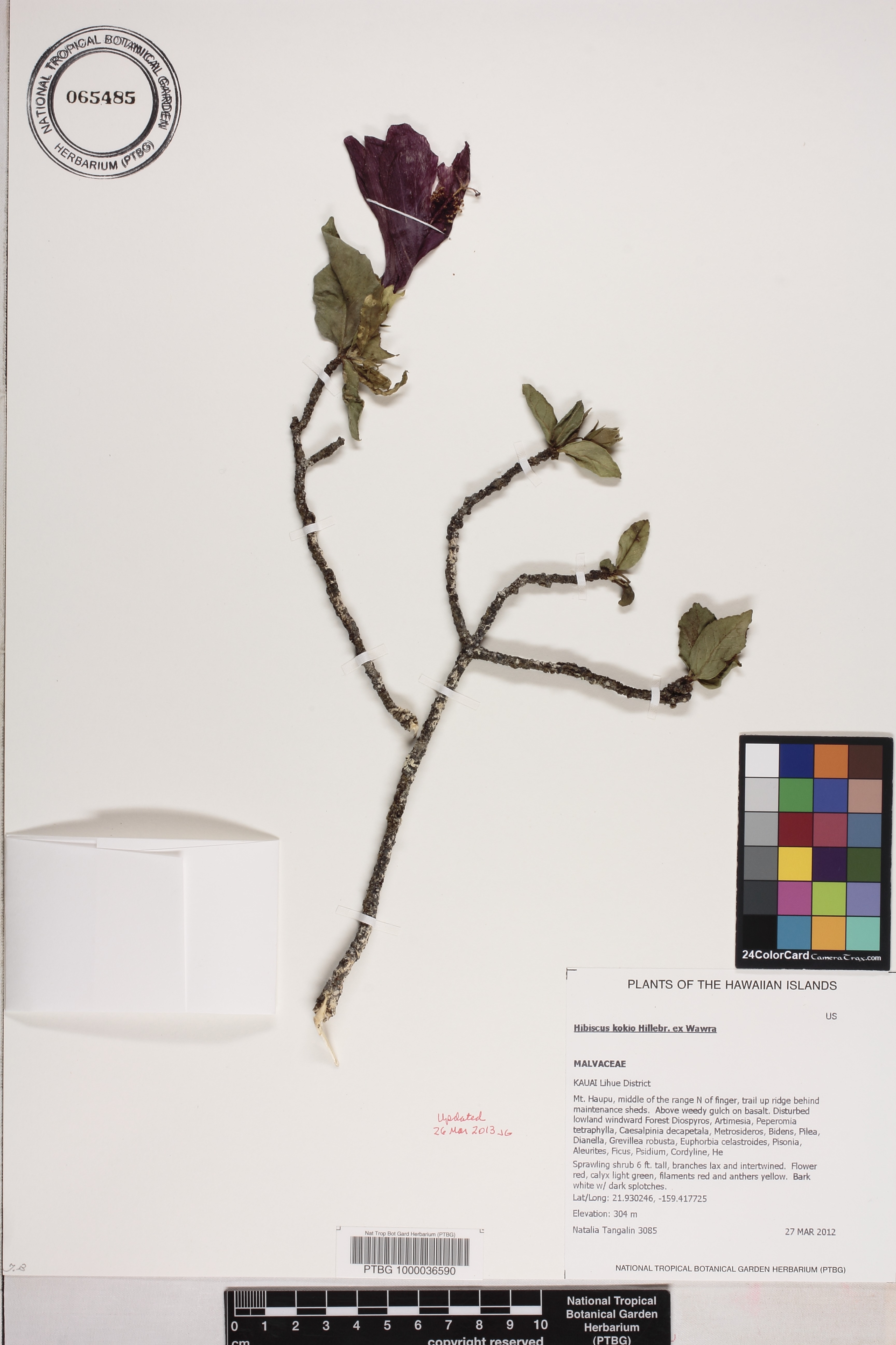 Hibiscus kokio image