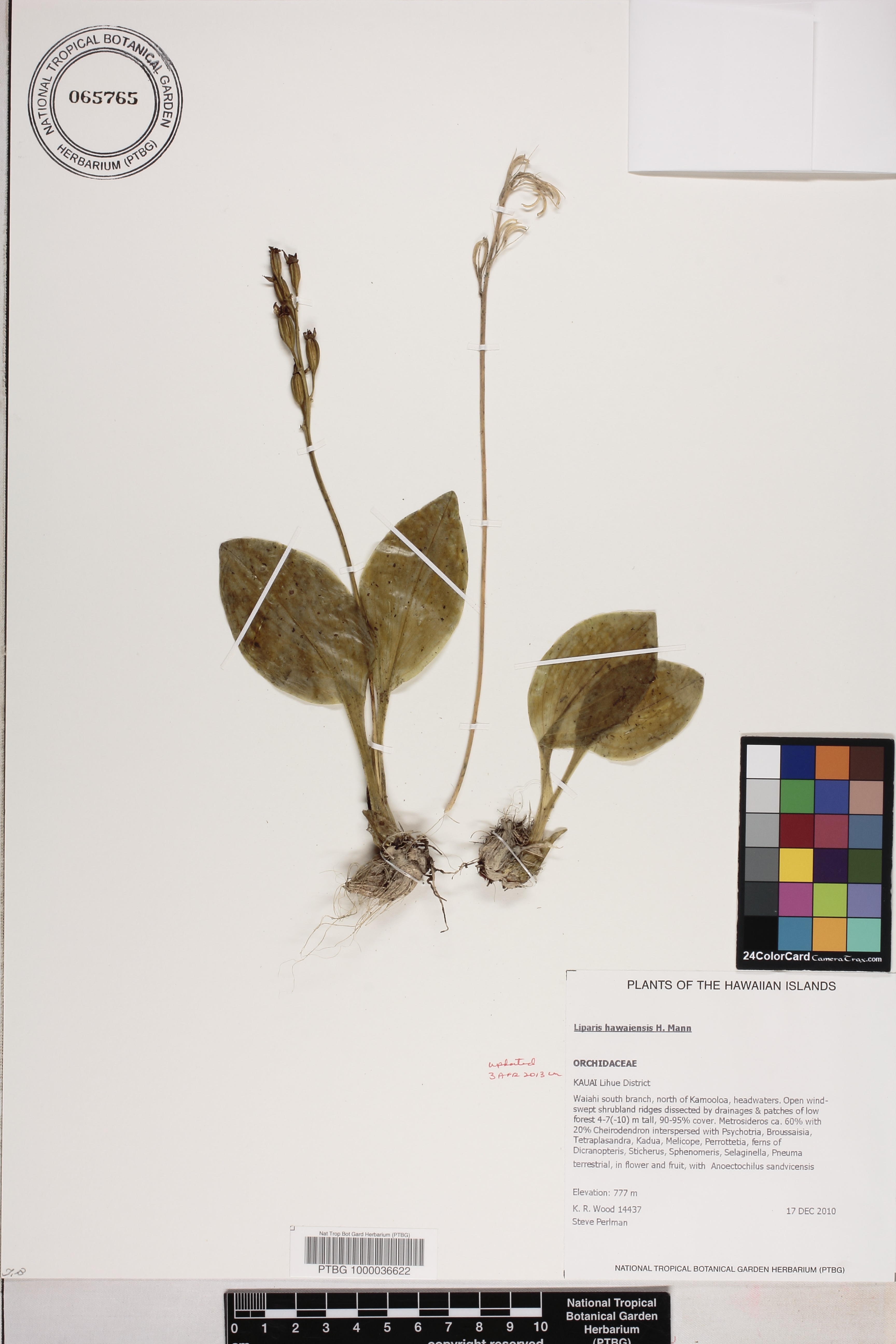 Liparis hawaiensis image