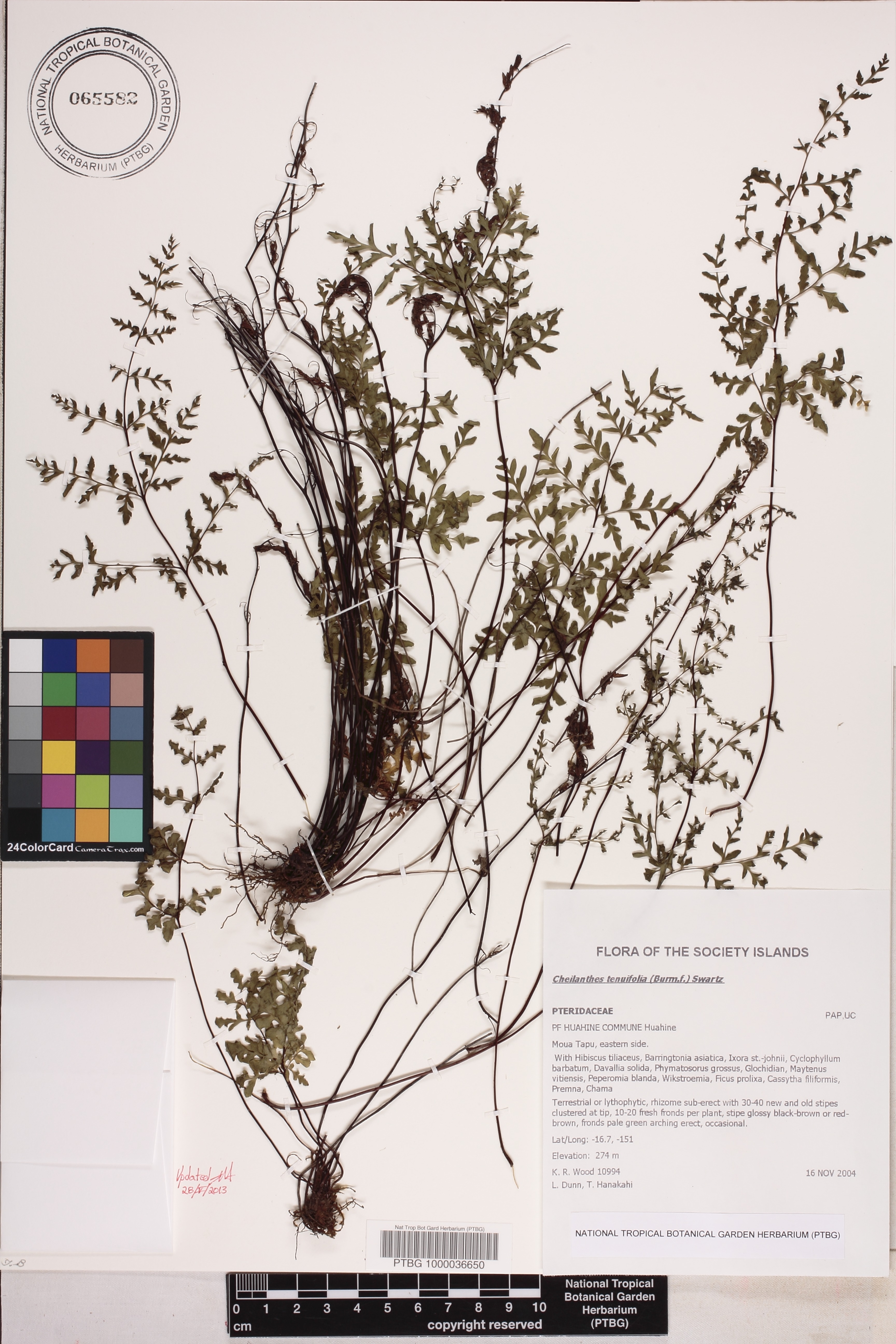 Cheilanthes tenuifolia image