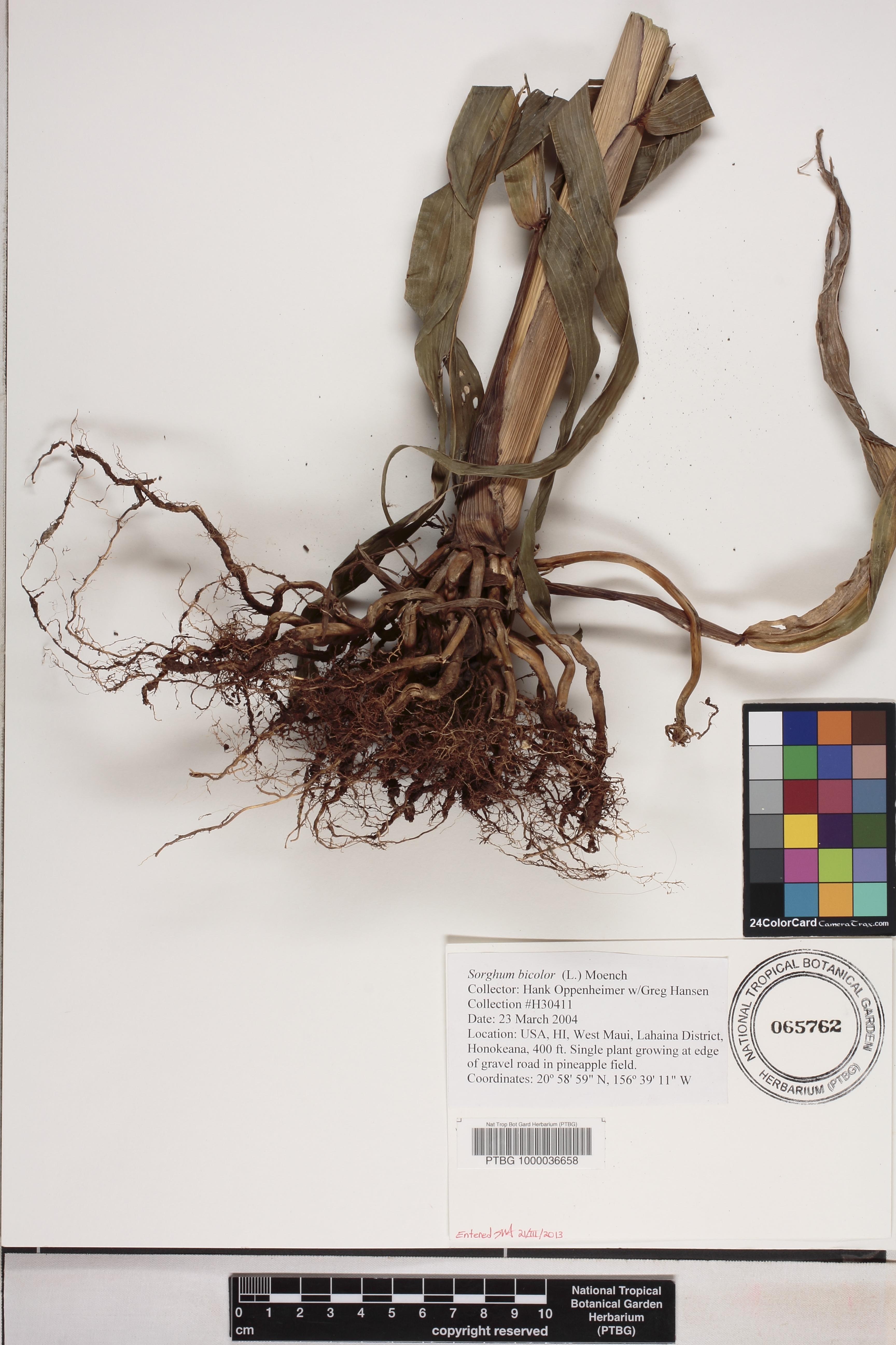 Sorghum bicolor image