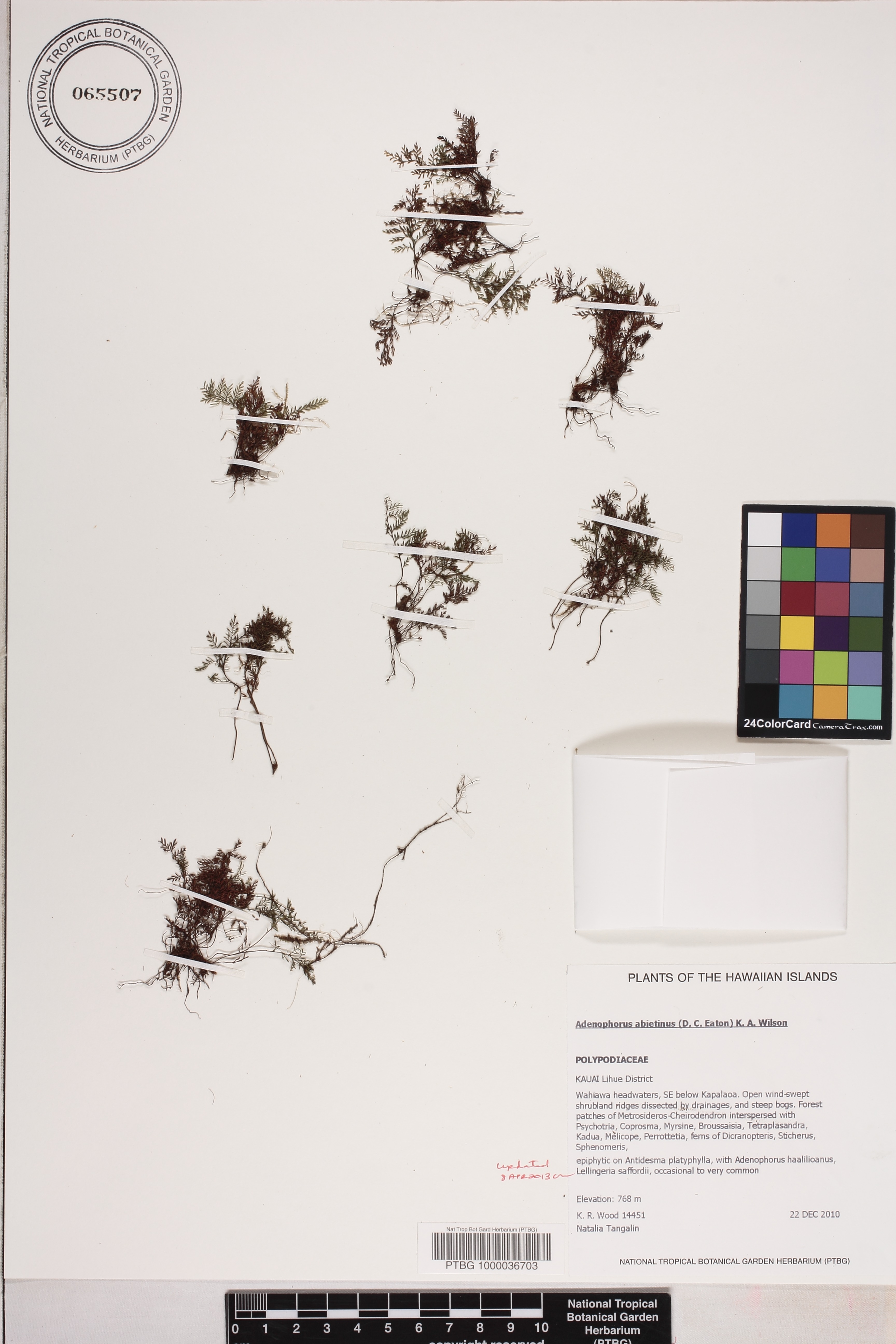Adenophorus abietinus image