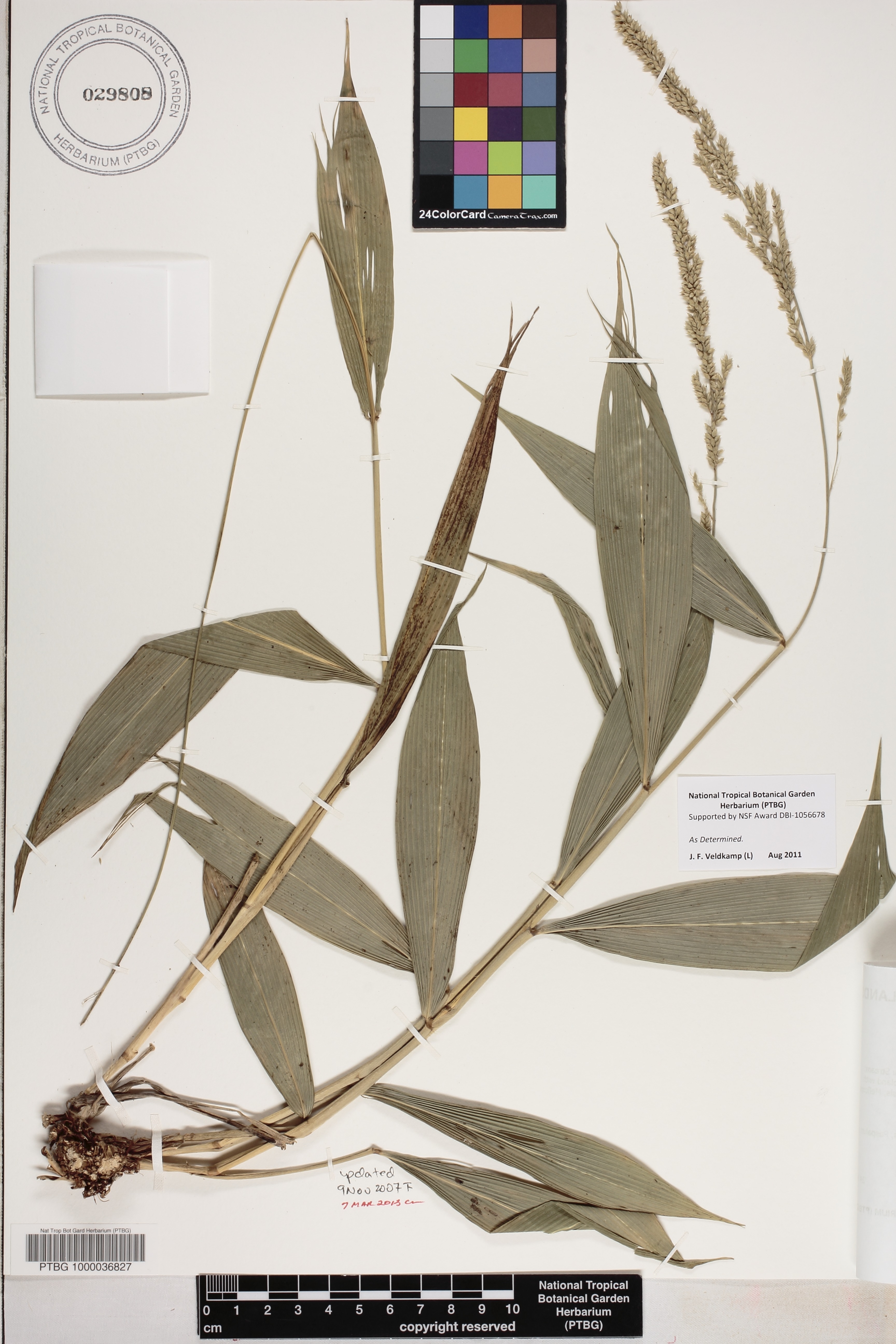 Setaria palmifolia image