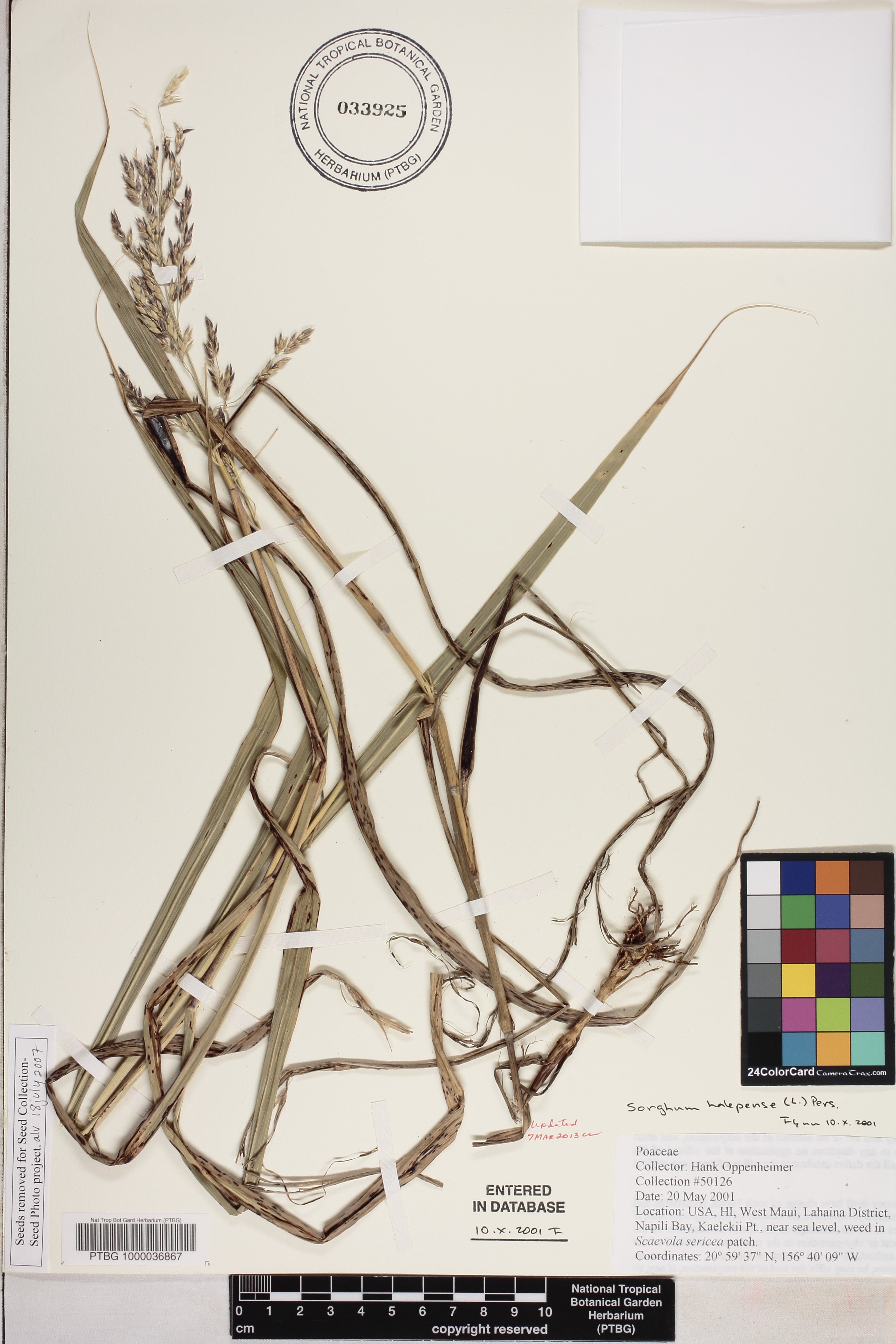 Sorghum halepense image
