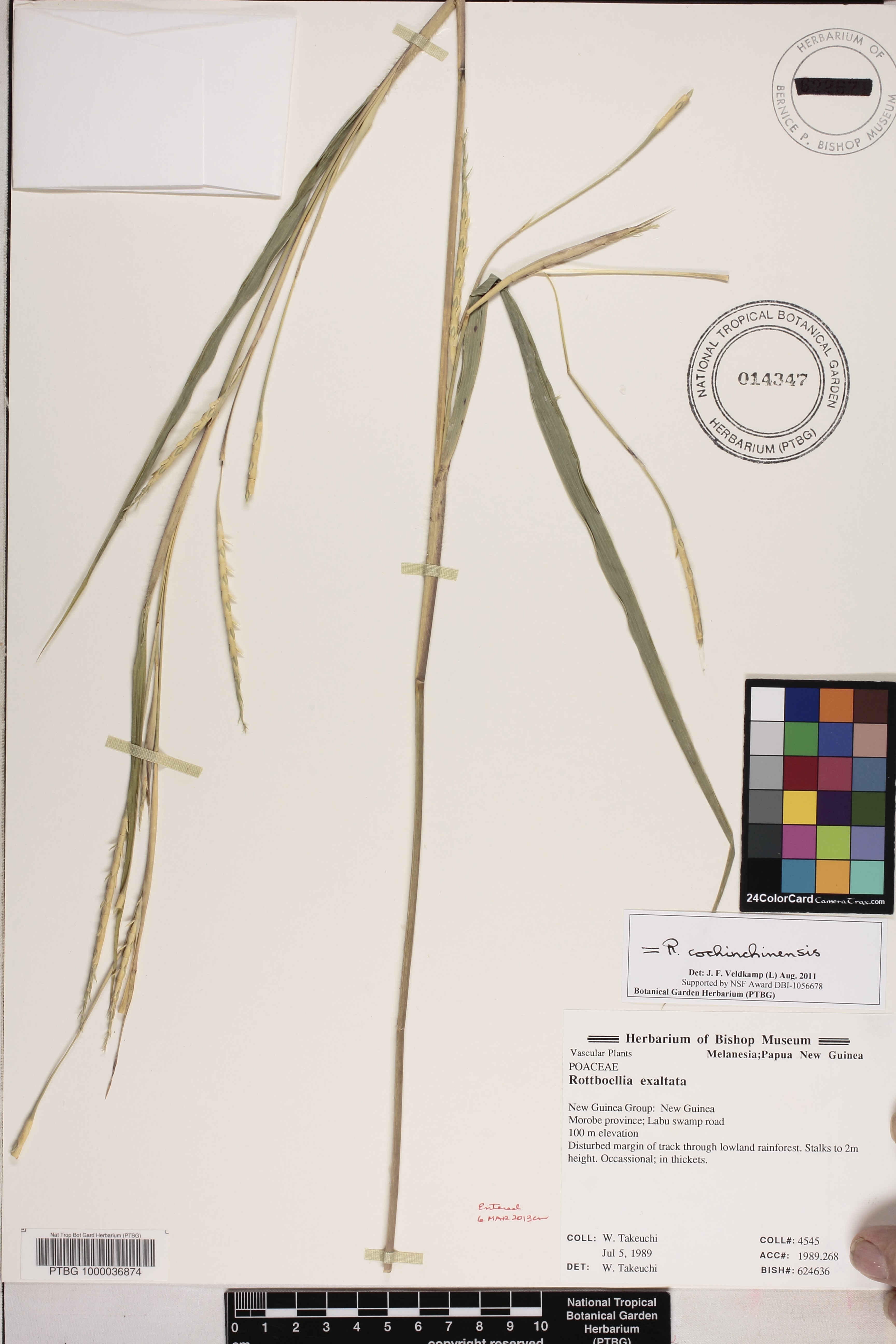 Rottboellia cochinchinensis image