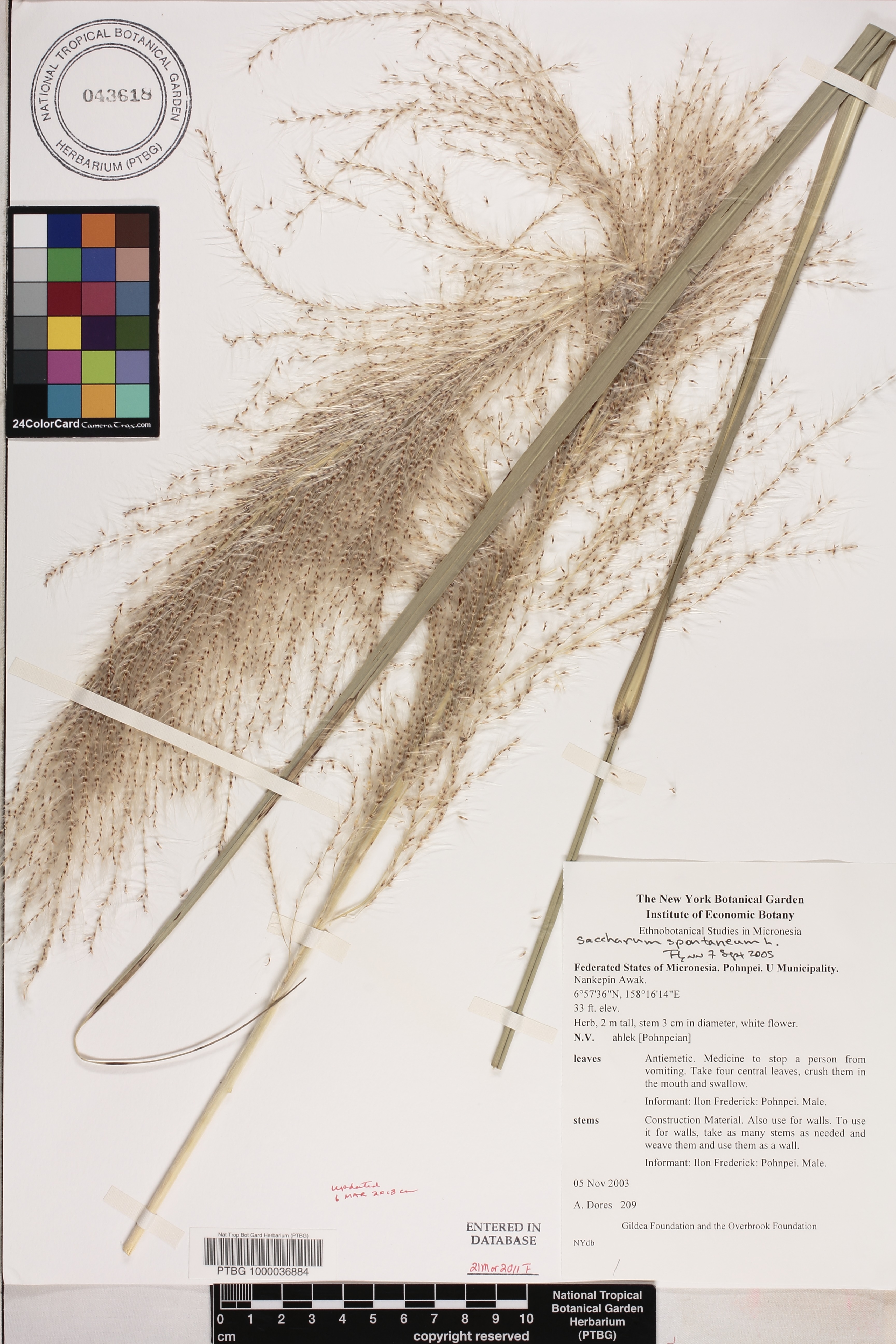 Saccharum spontaneum image