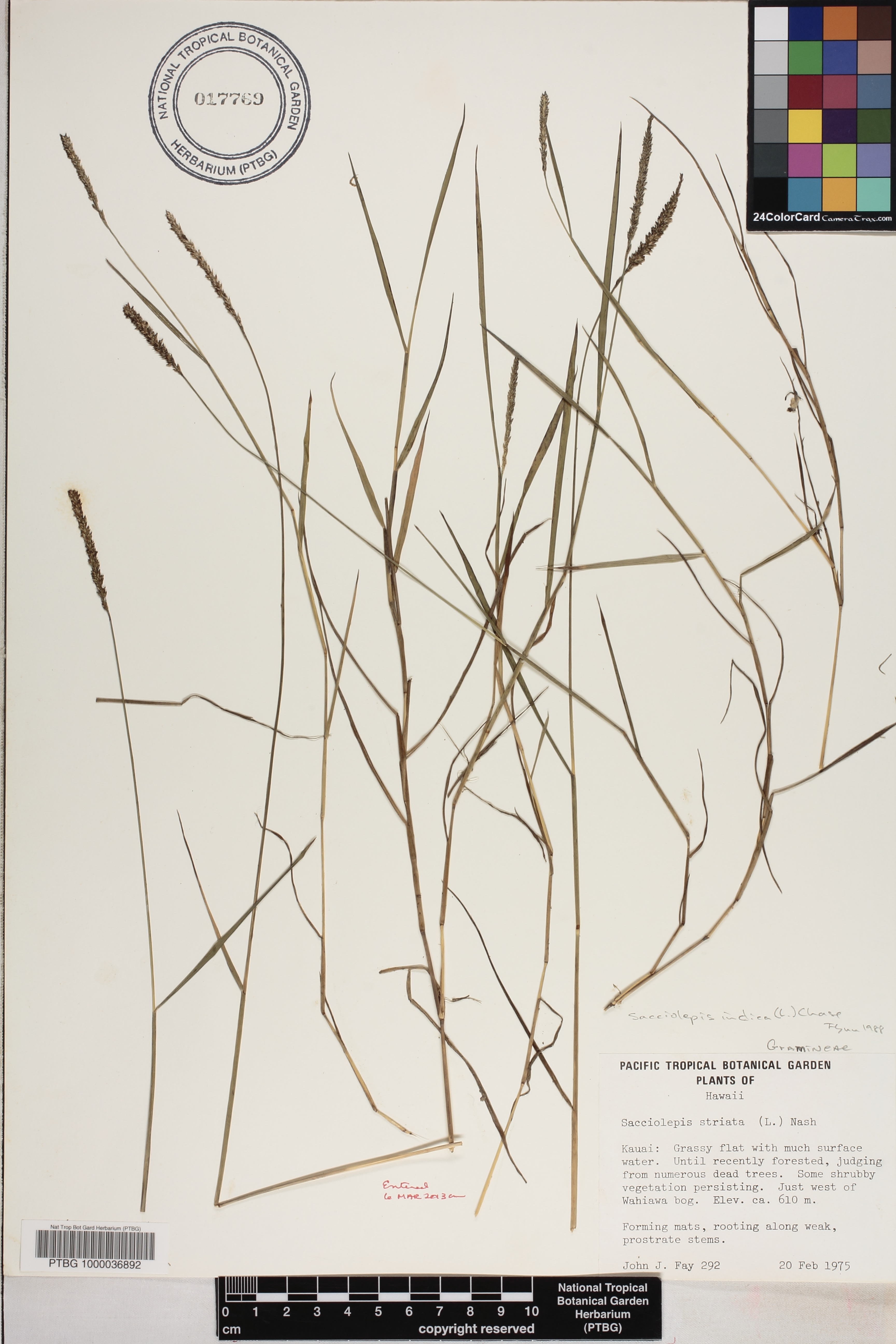 Sacciolepis indica image