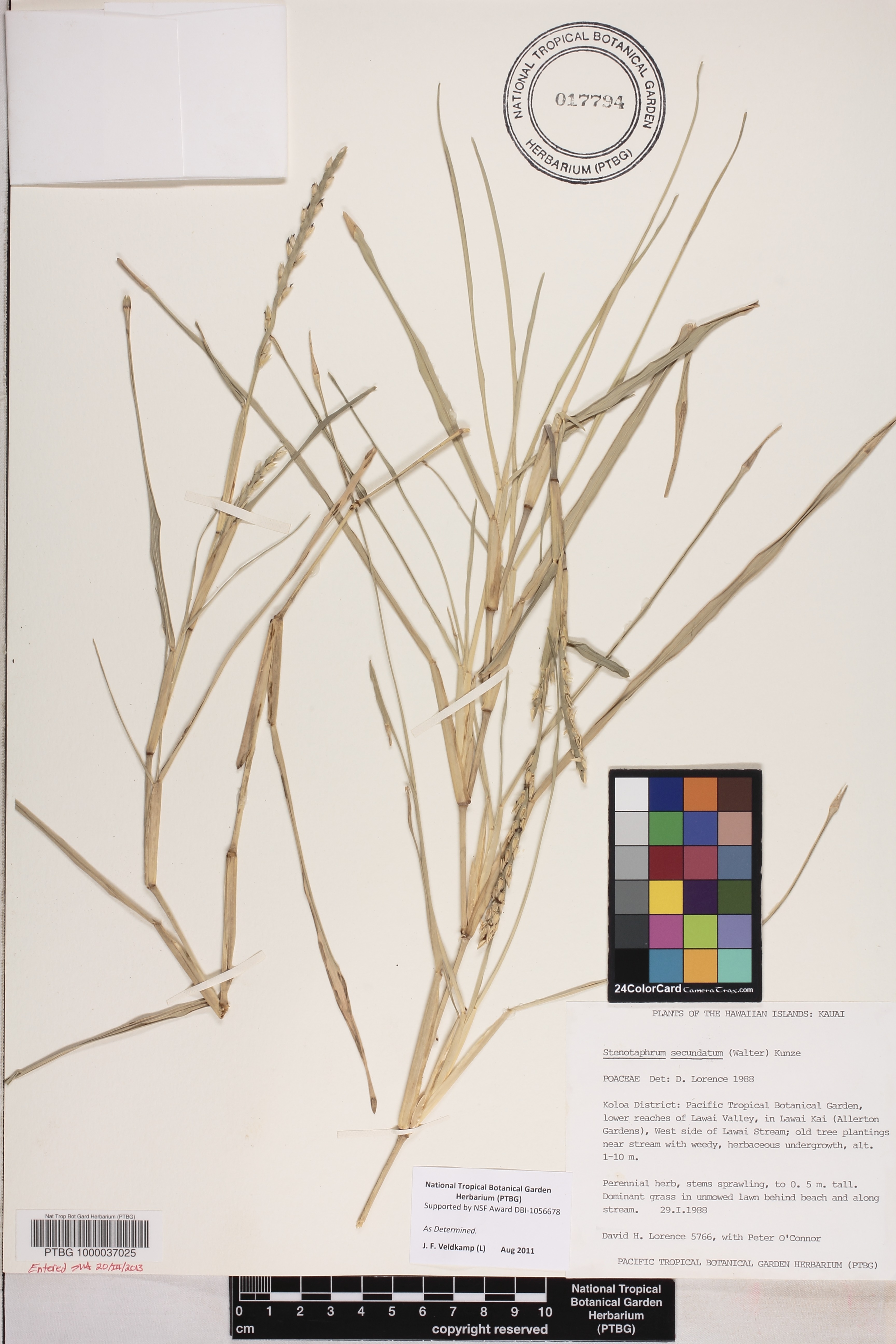 Stenotaphrum secundatum image