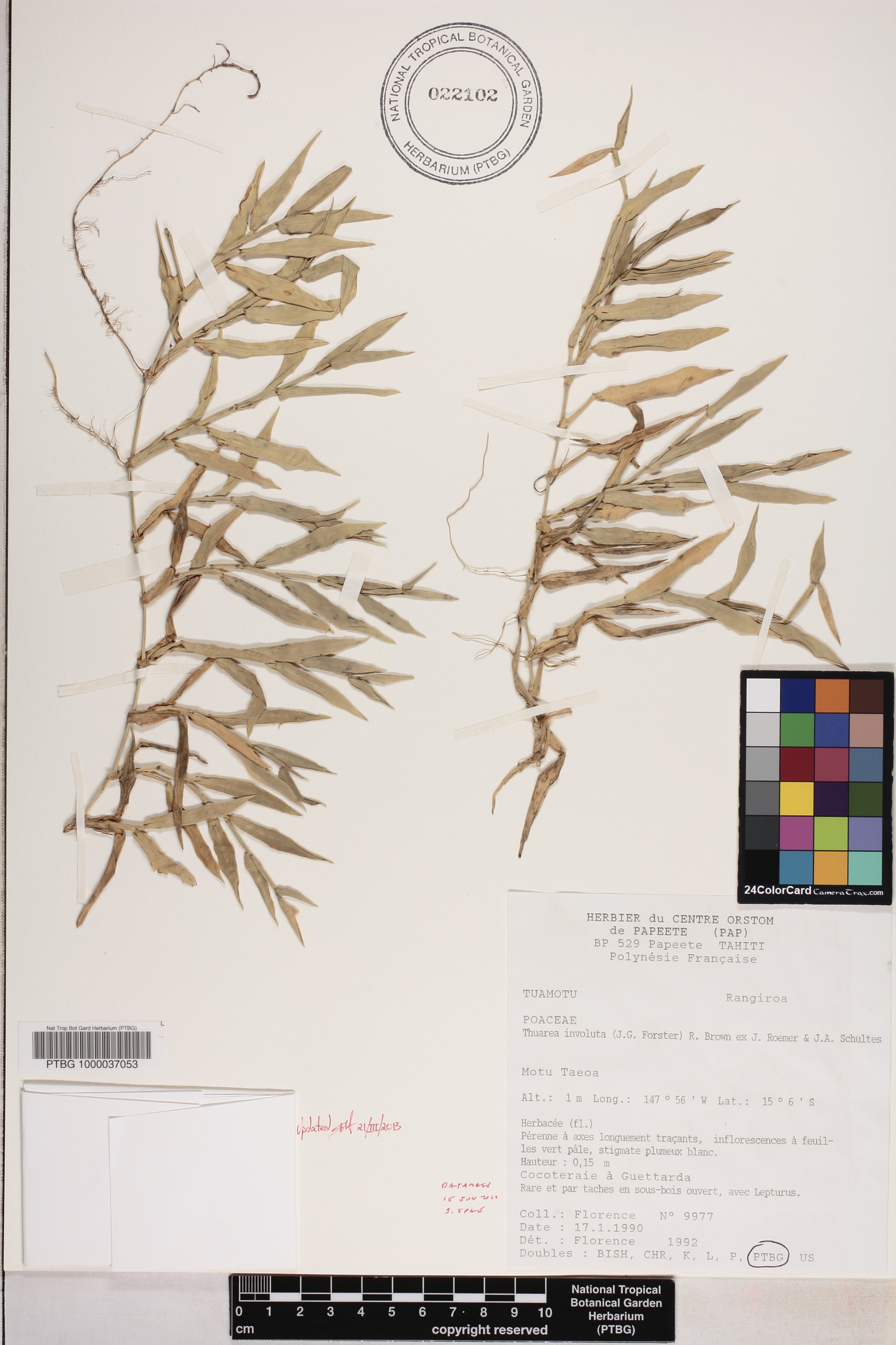 Thuarea involuta image