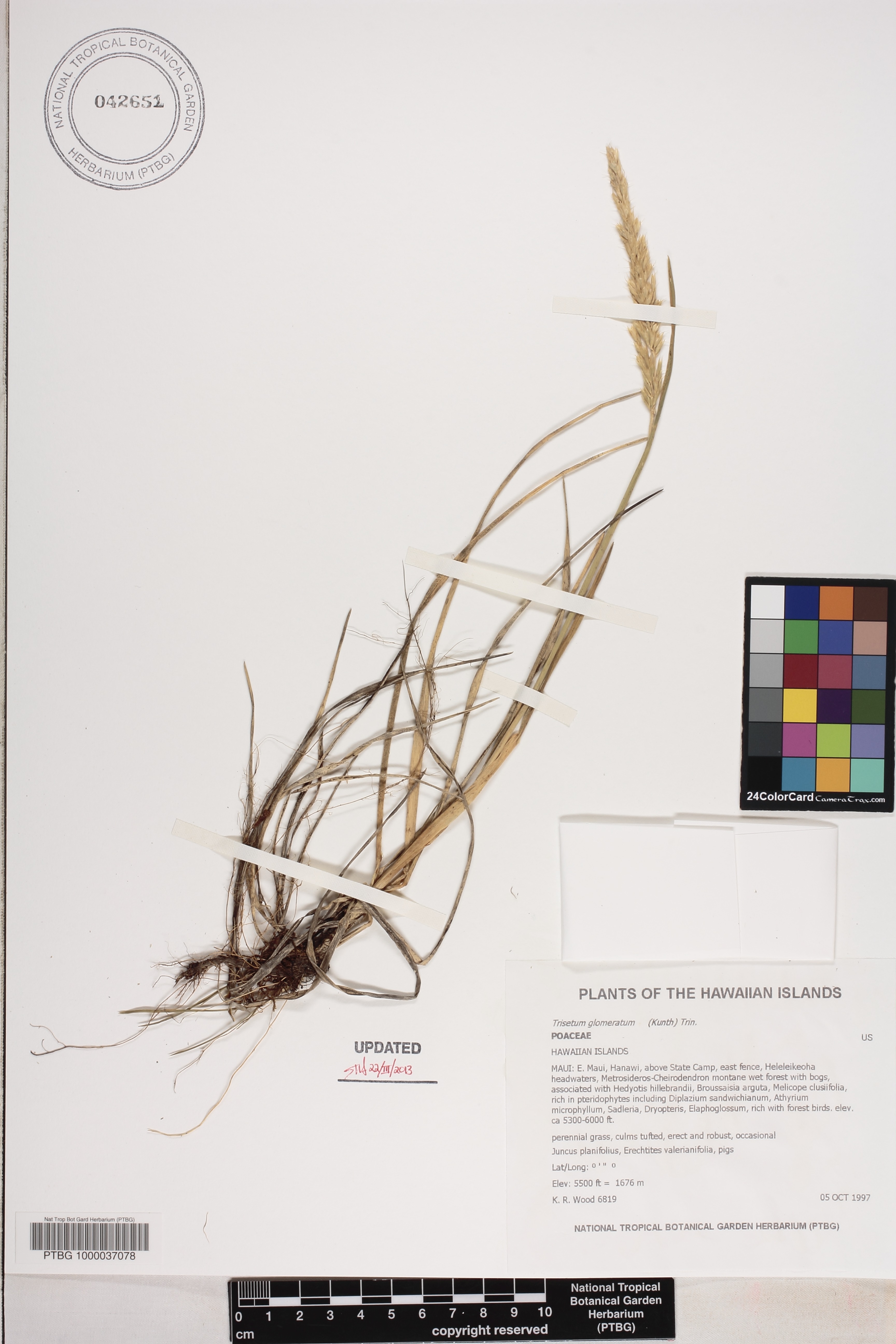 Trisetum glomeratum image