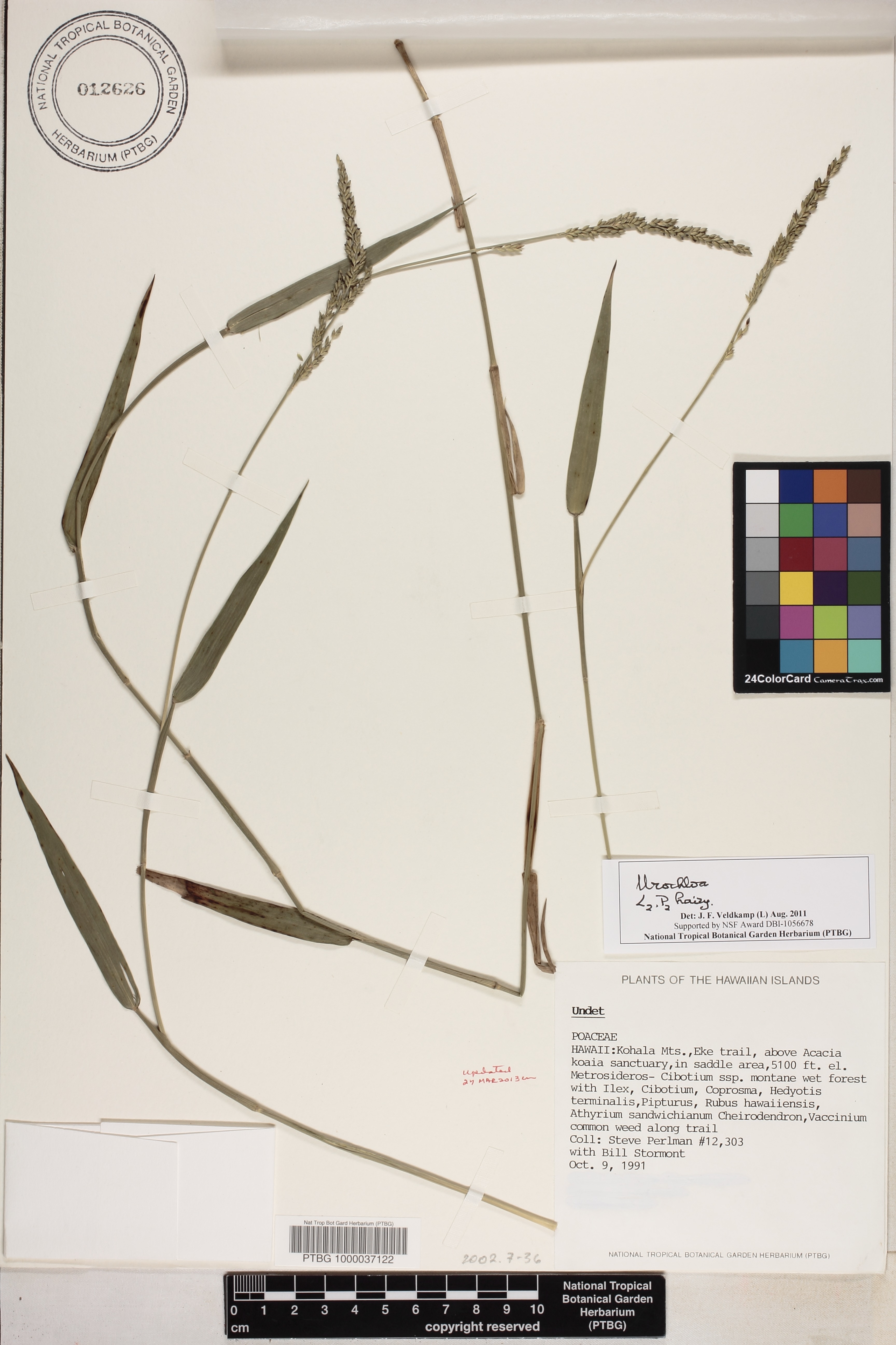 Entolasia marginata image