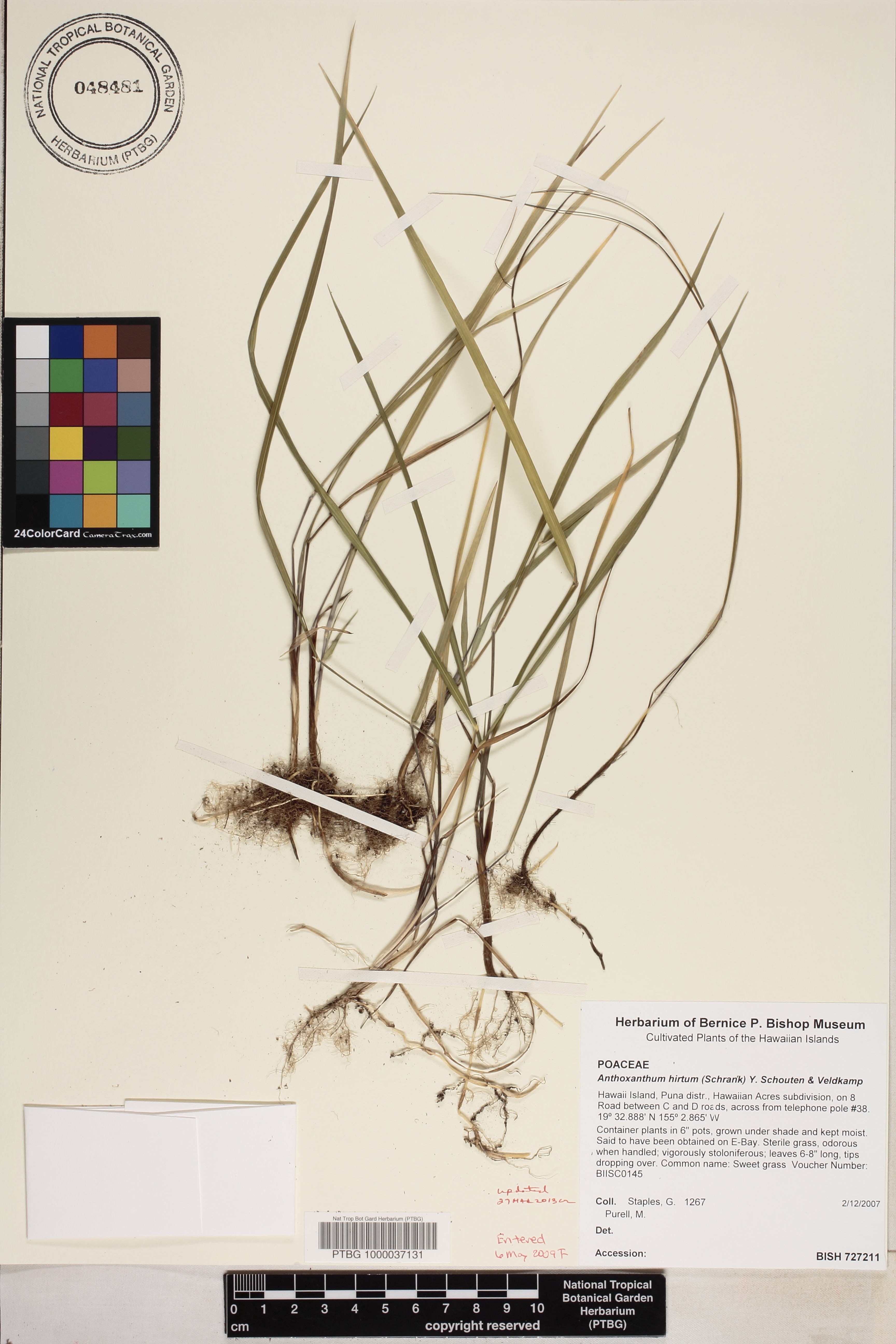 Anthoxanthum image
