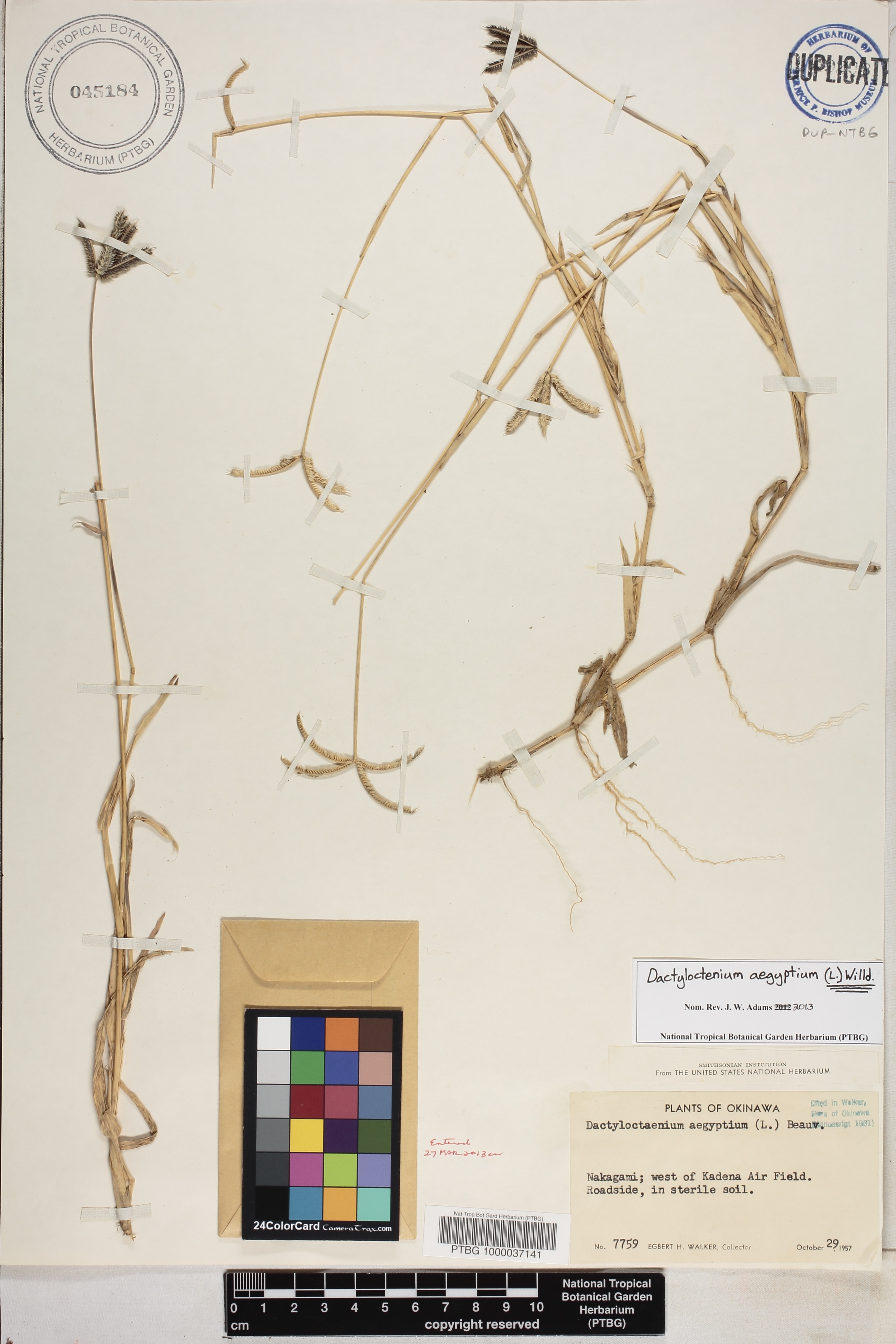 Dactyloctenium image