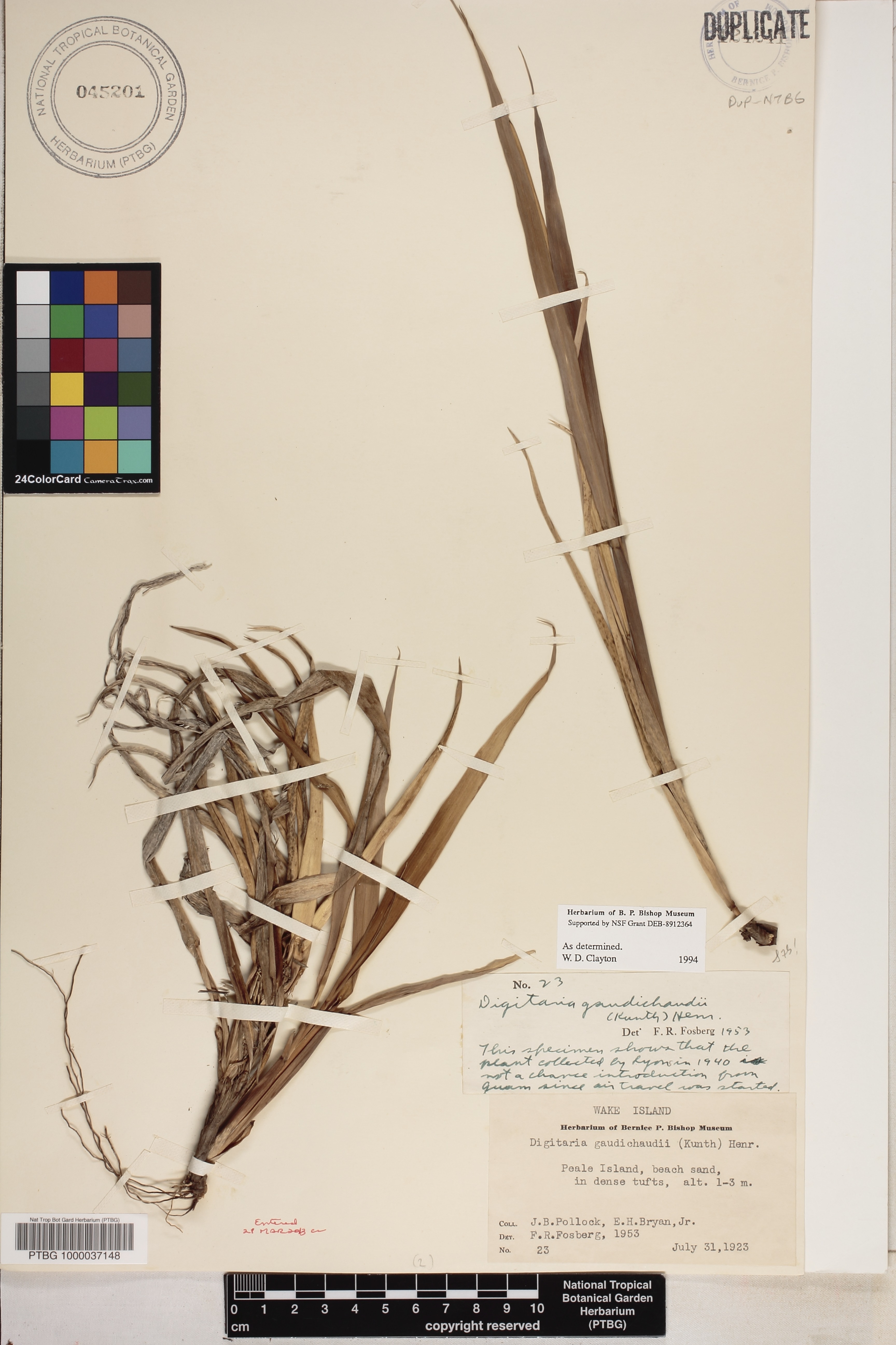 Digitaria gaudichaudii image