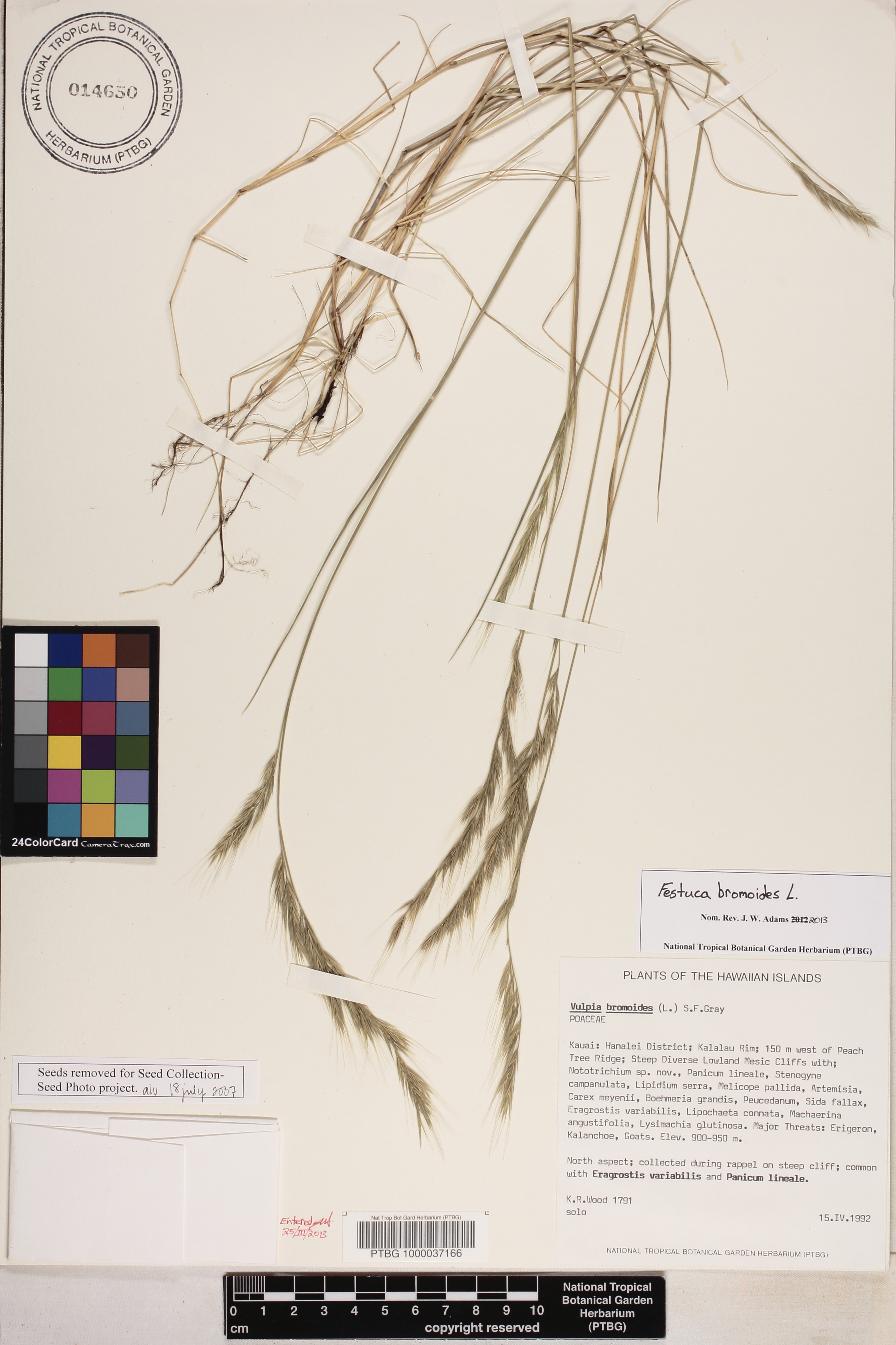 Vulpia bromoides image