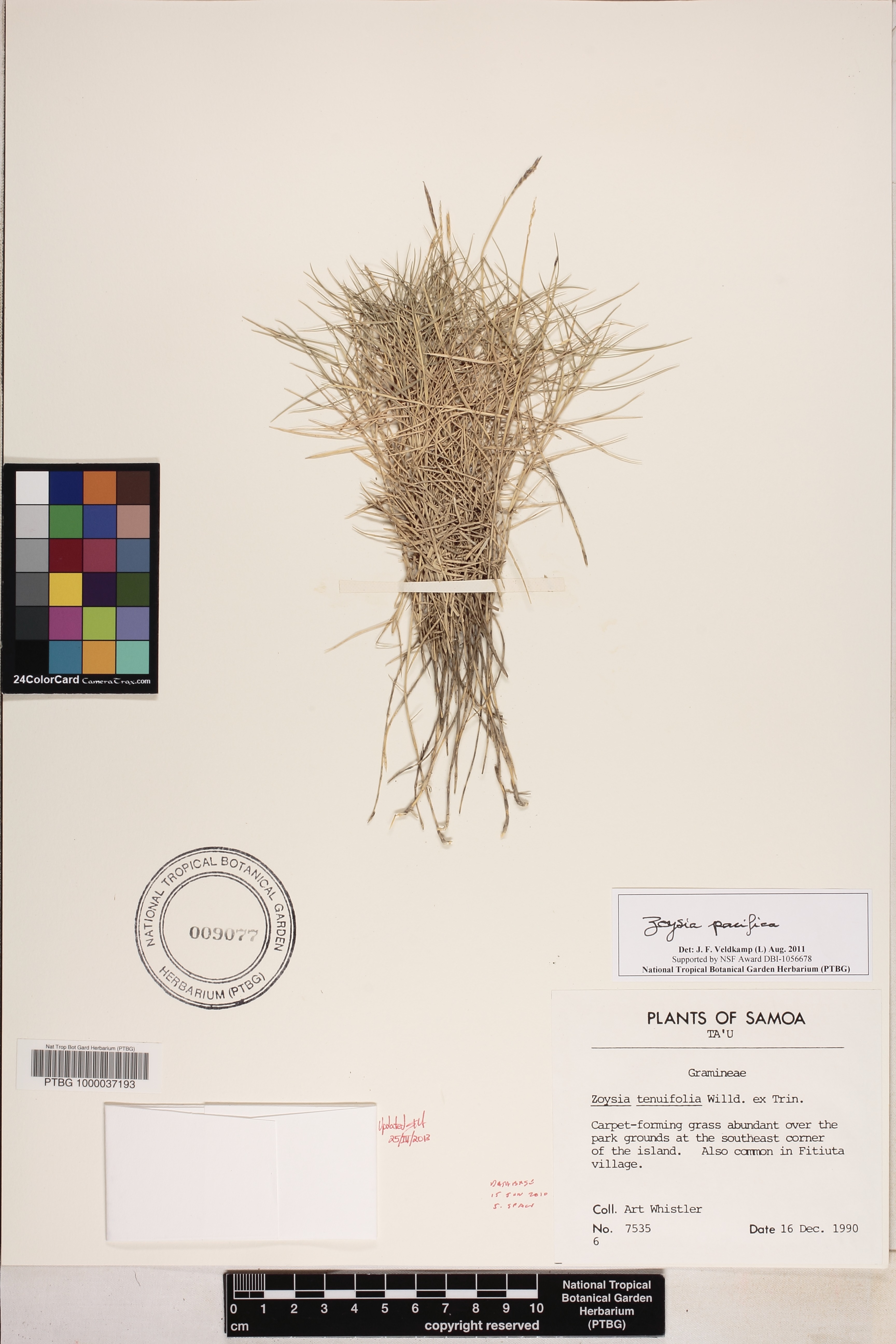 Zoysia image