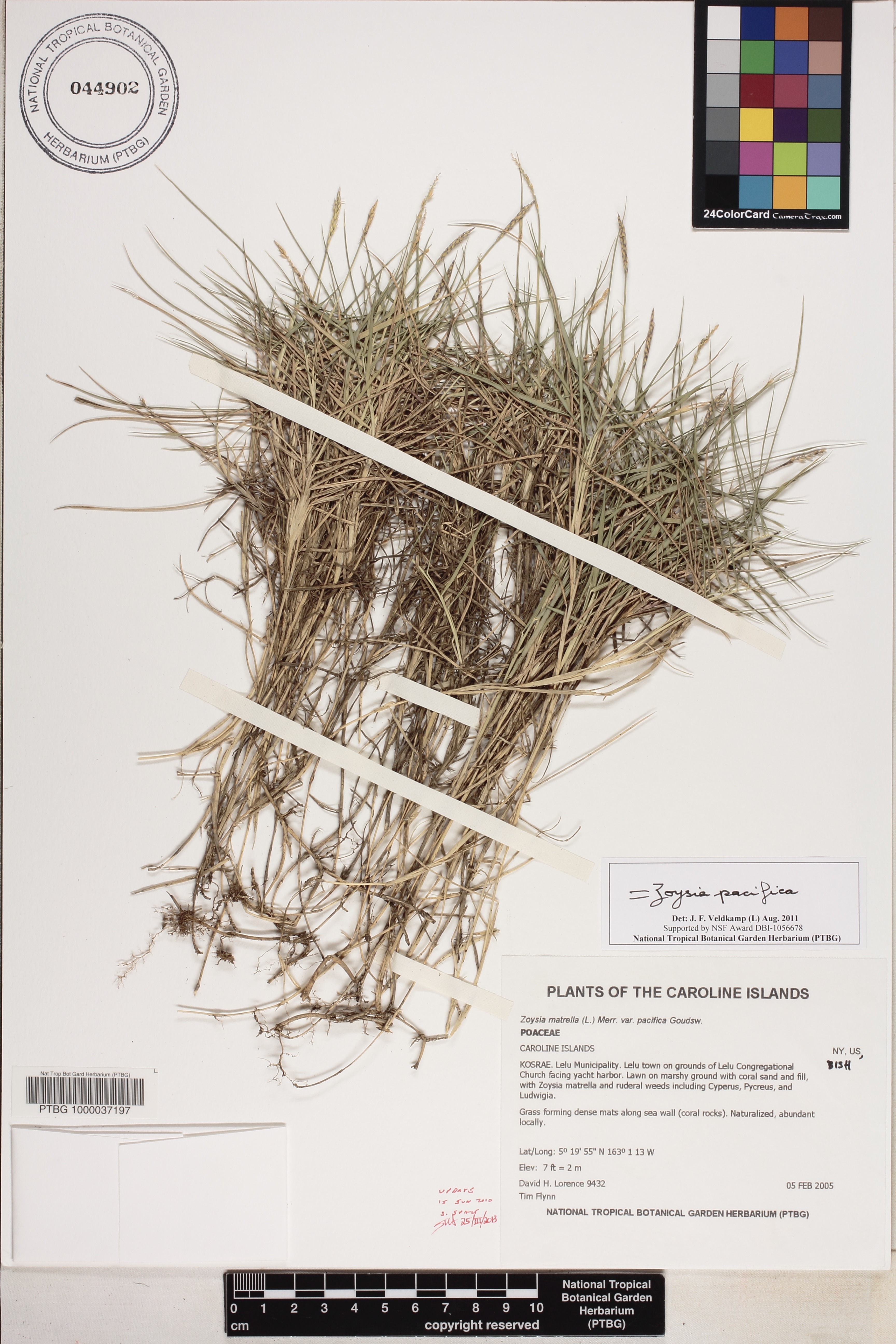 Zoysia image