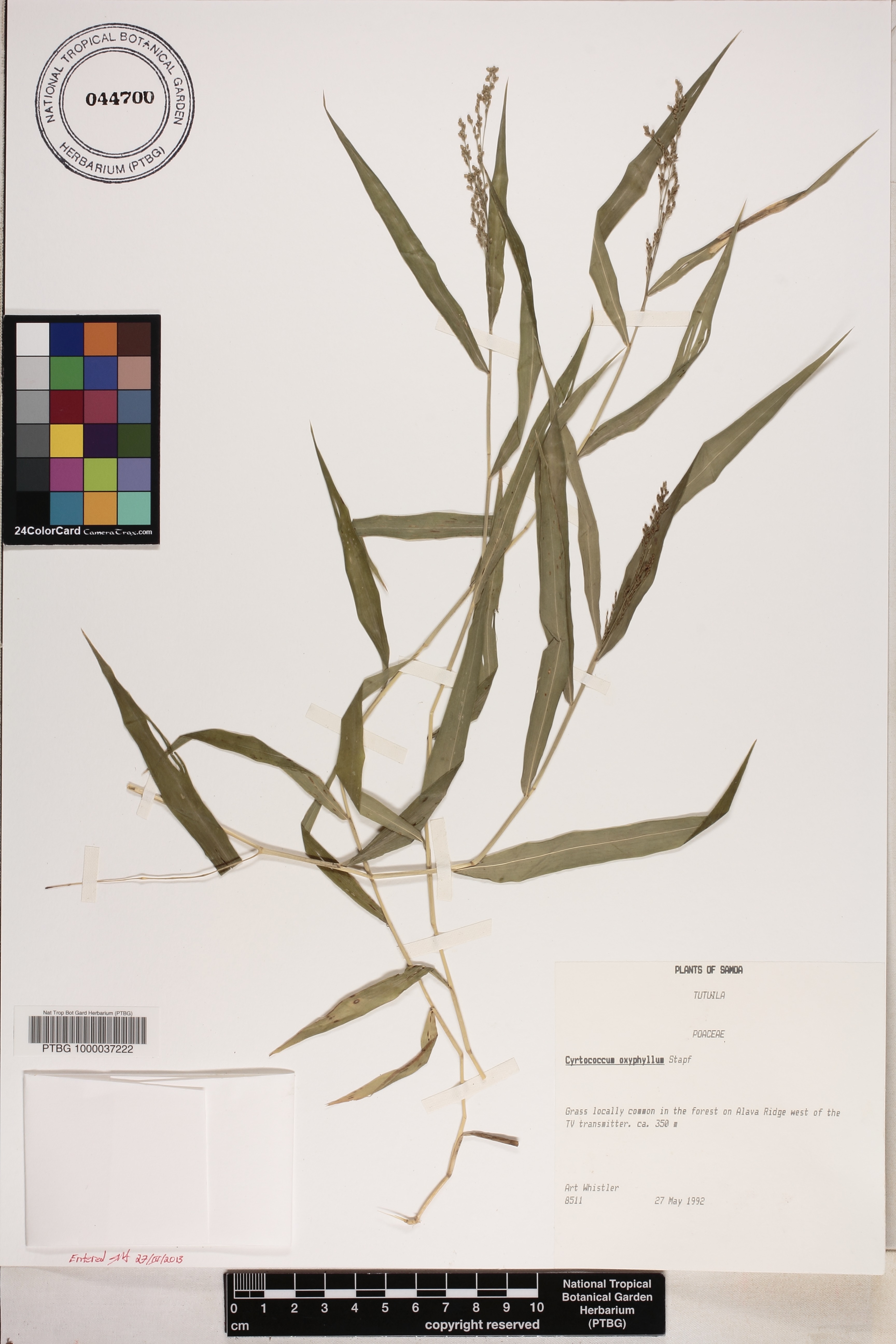 Cyrtococcum image