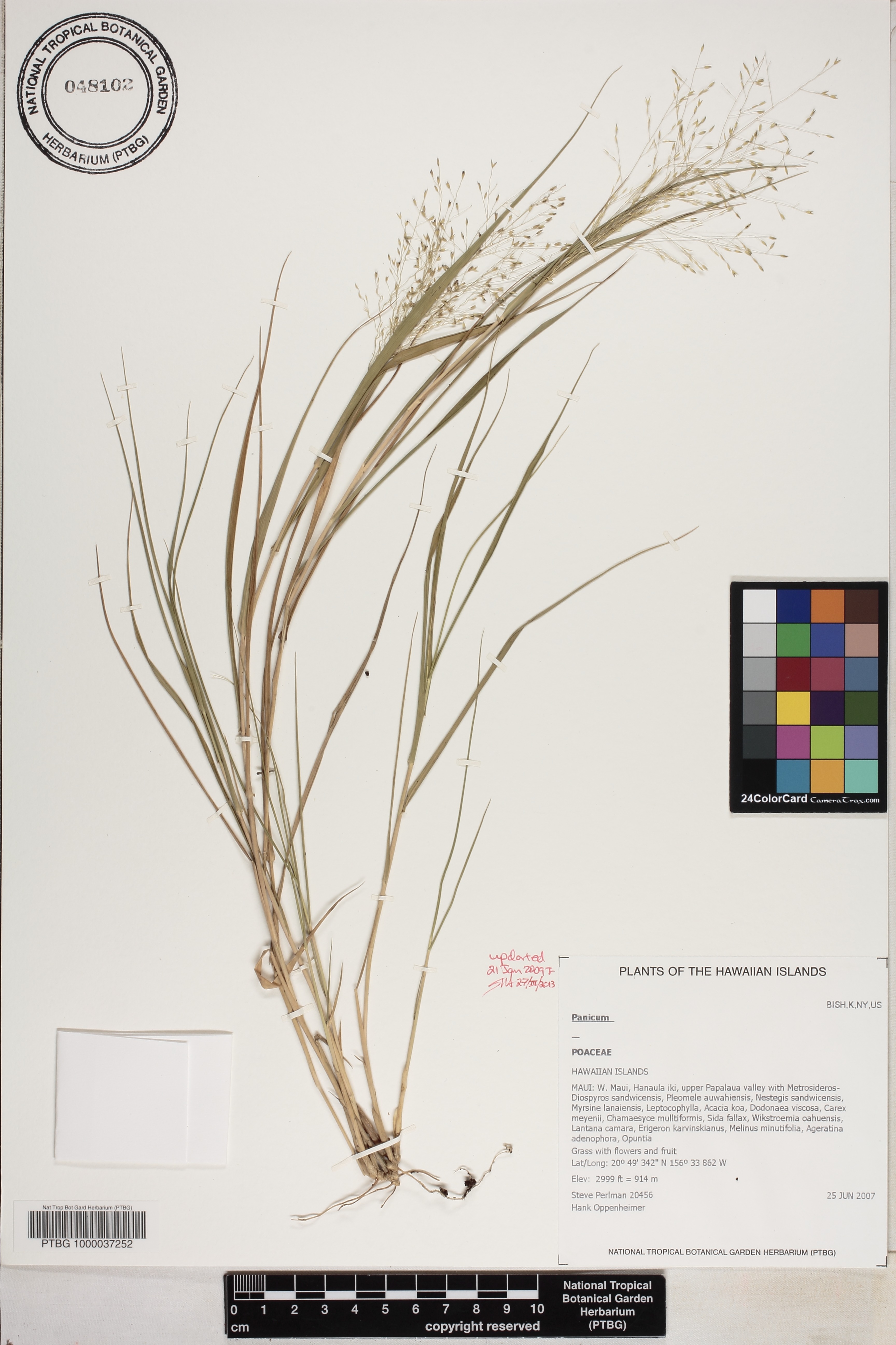 Panicum tenuifolium image