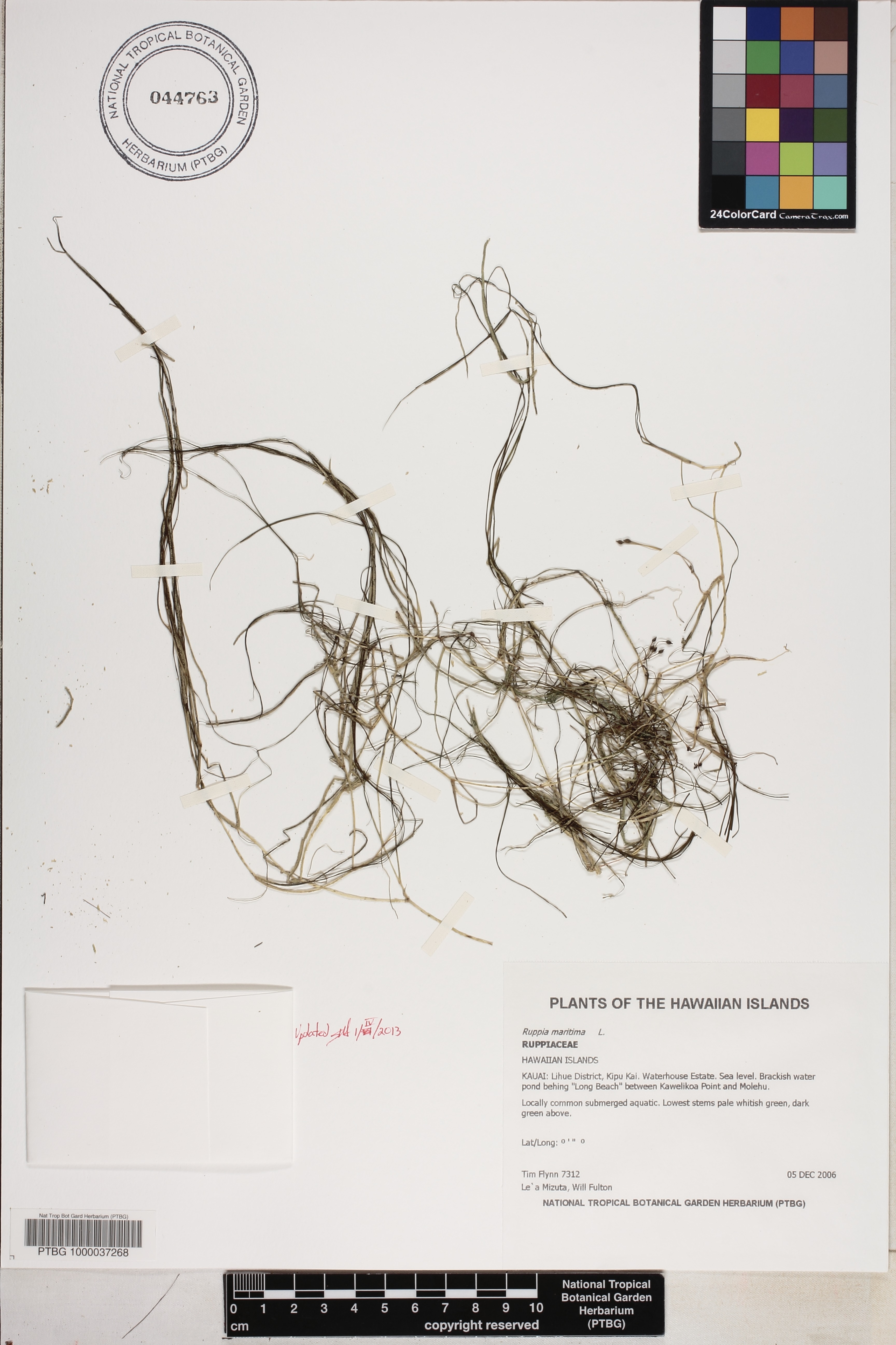 Ruppia maritima image