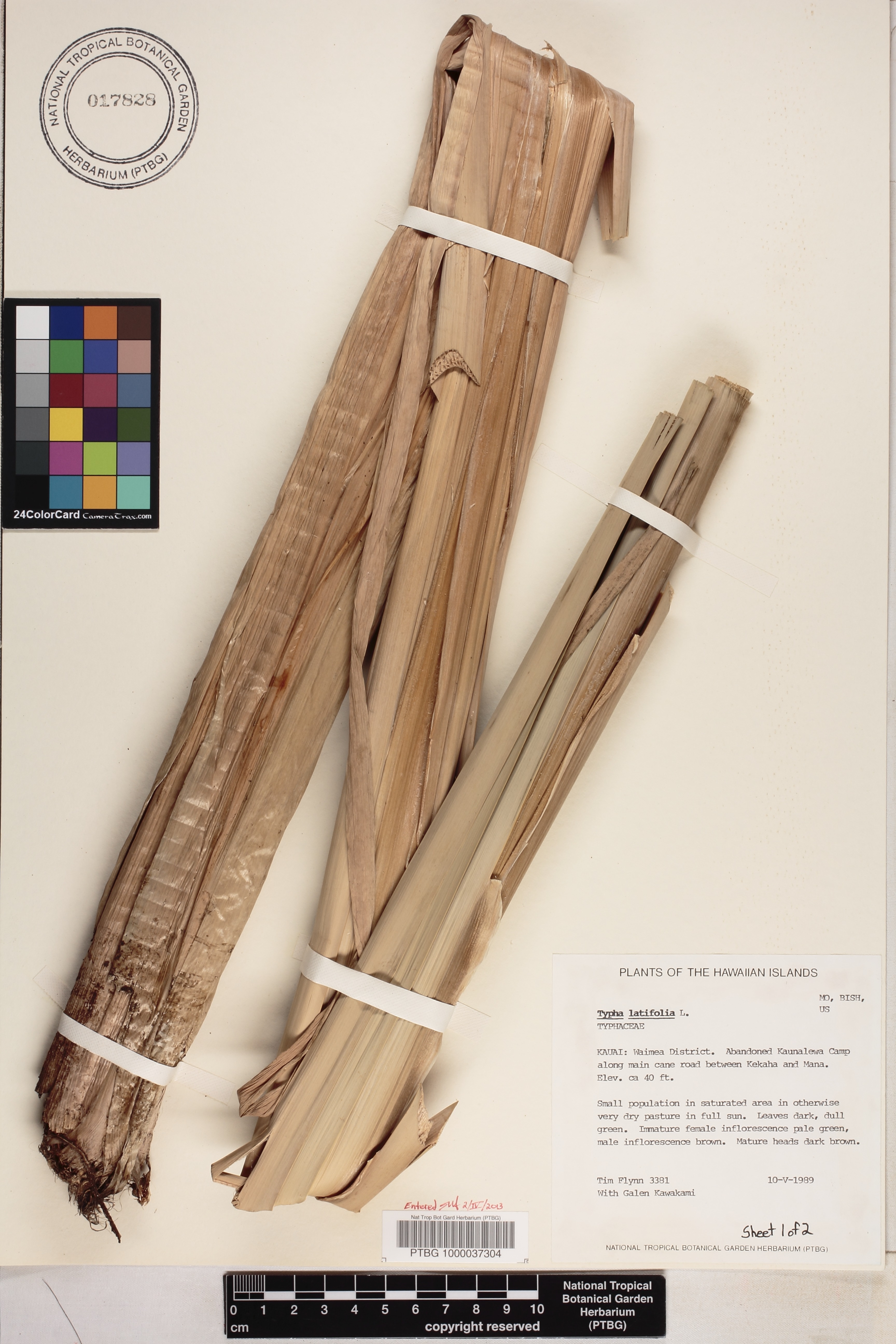 Typha latifolia image