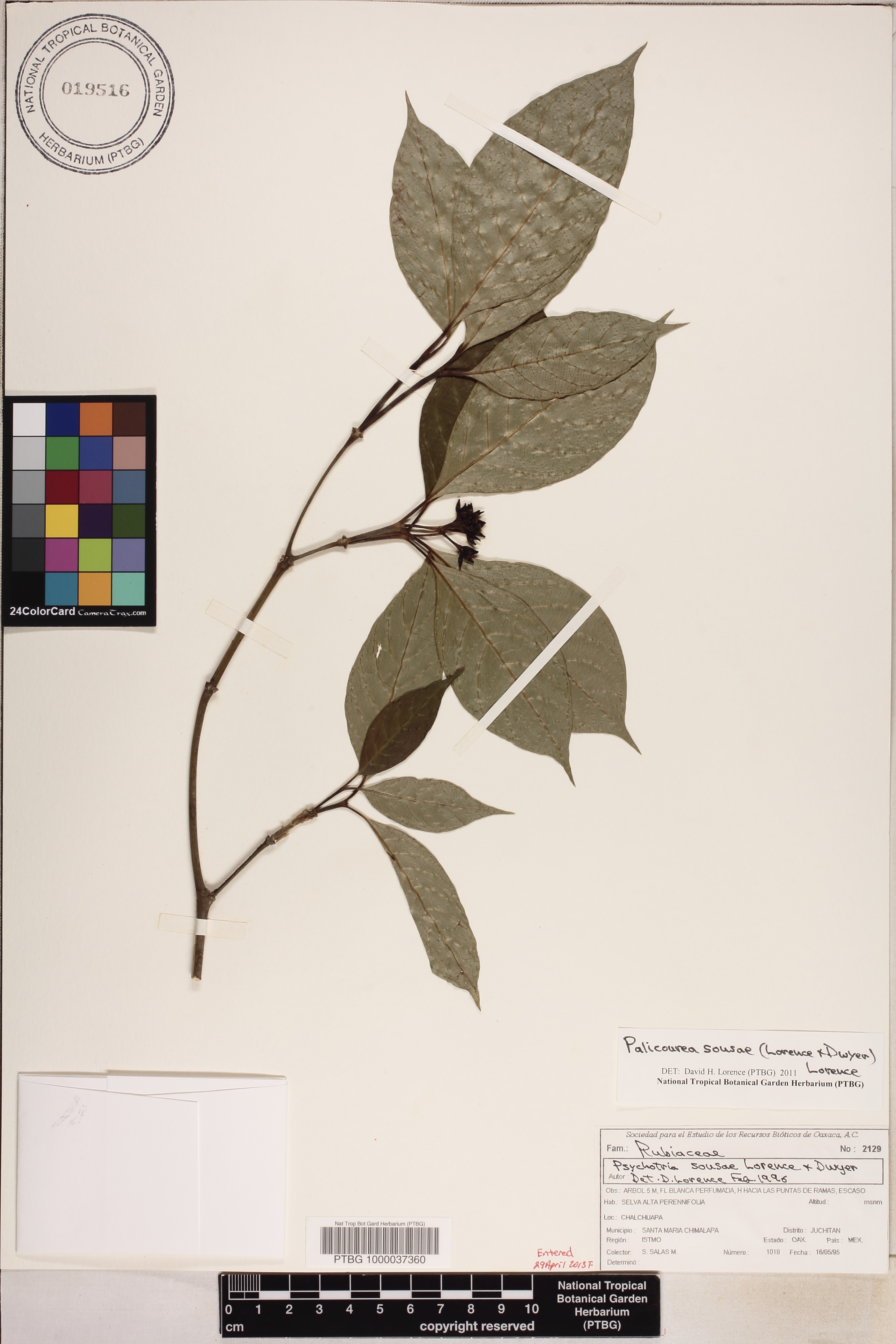 Palicourea sousae image