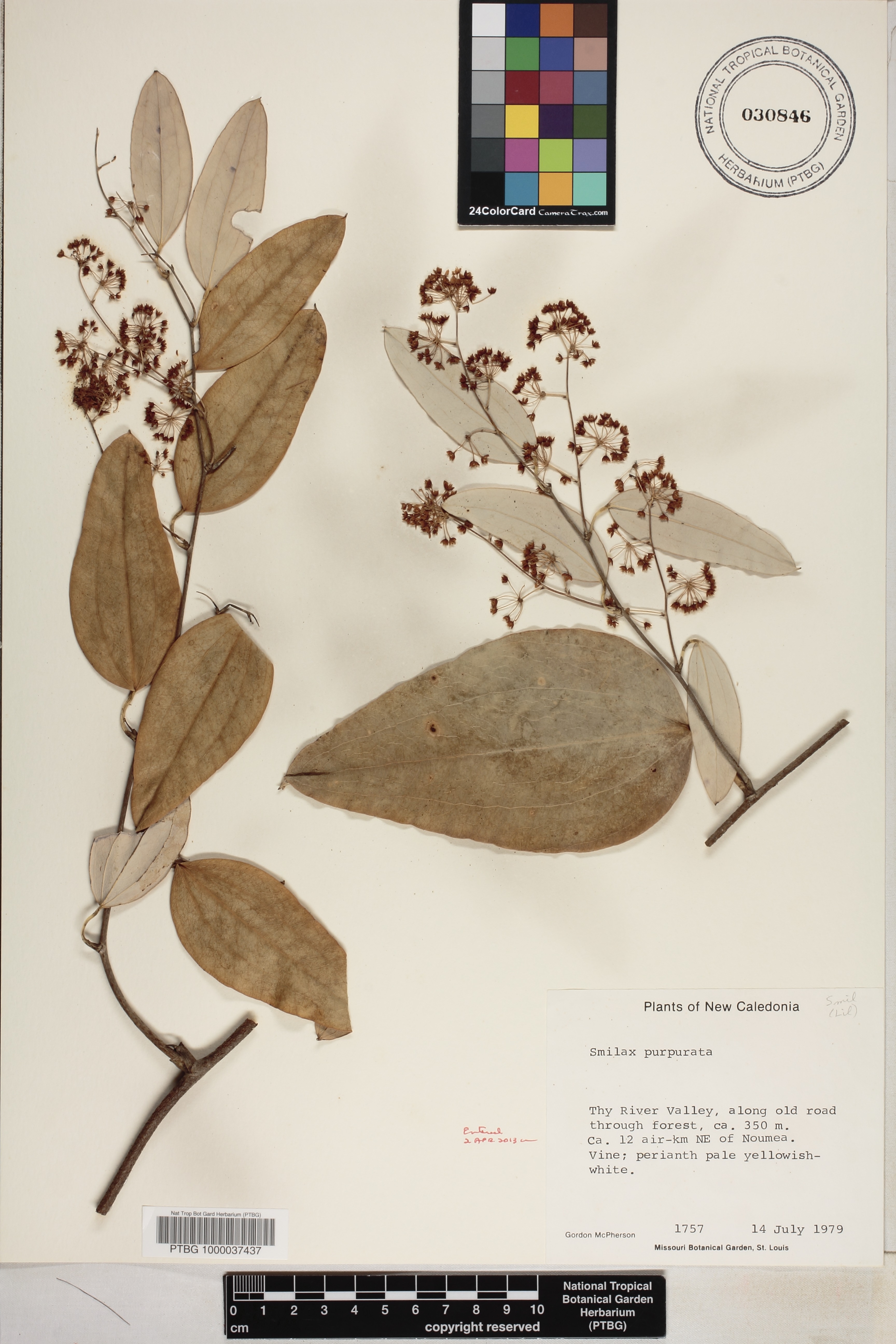 Smilax purpurata image