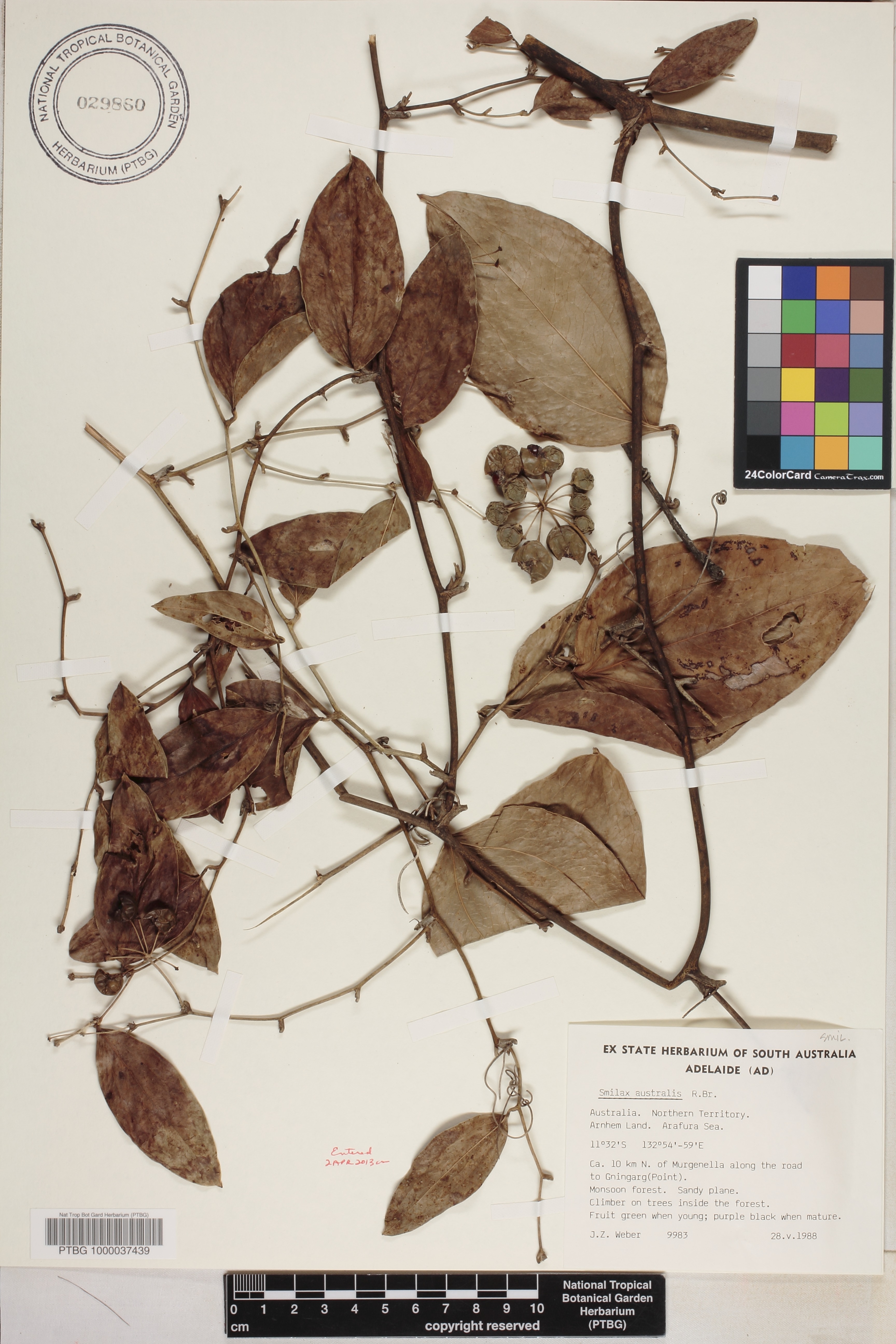 Smilax australis image