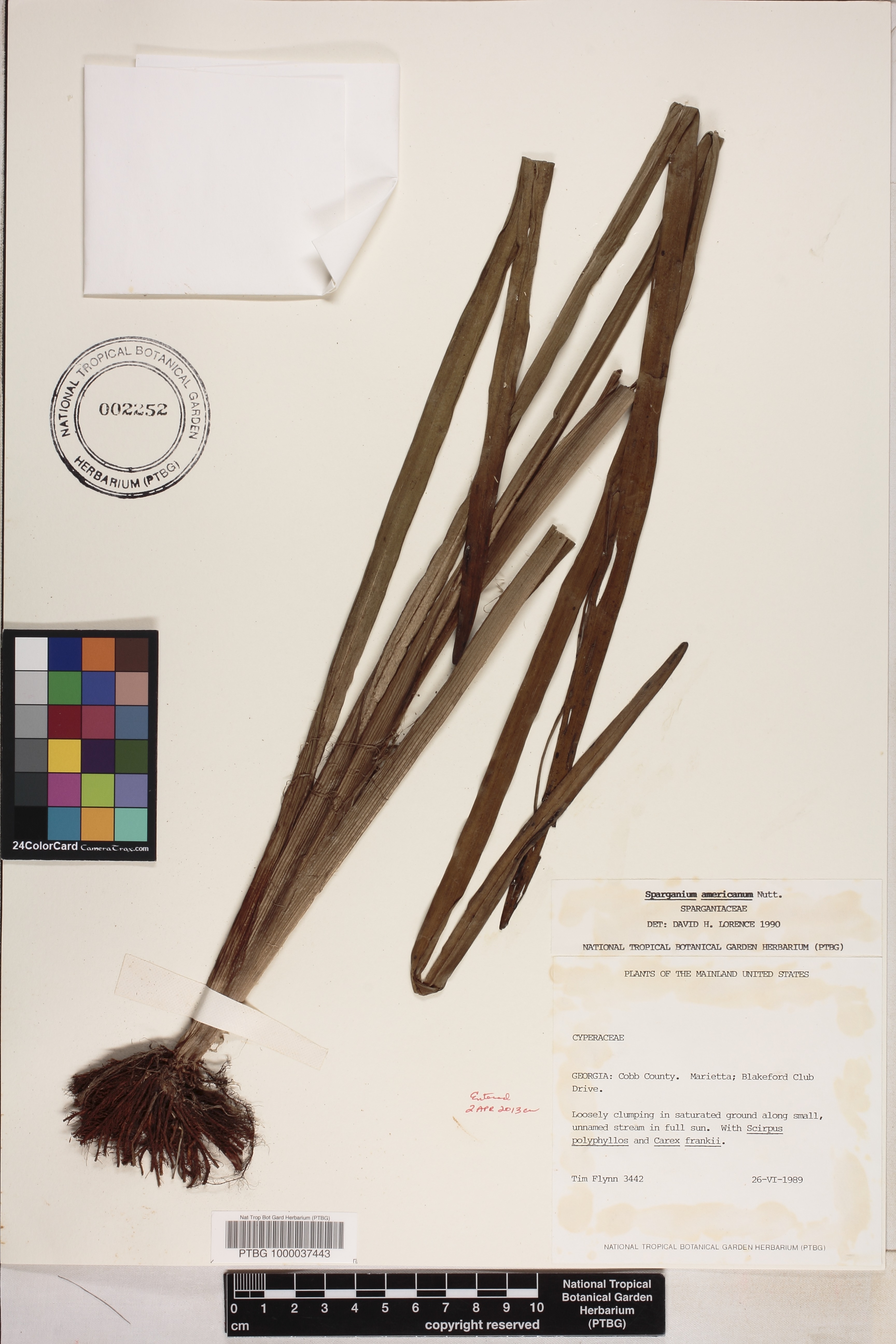 Sparganium americanum image
