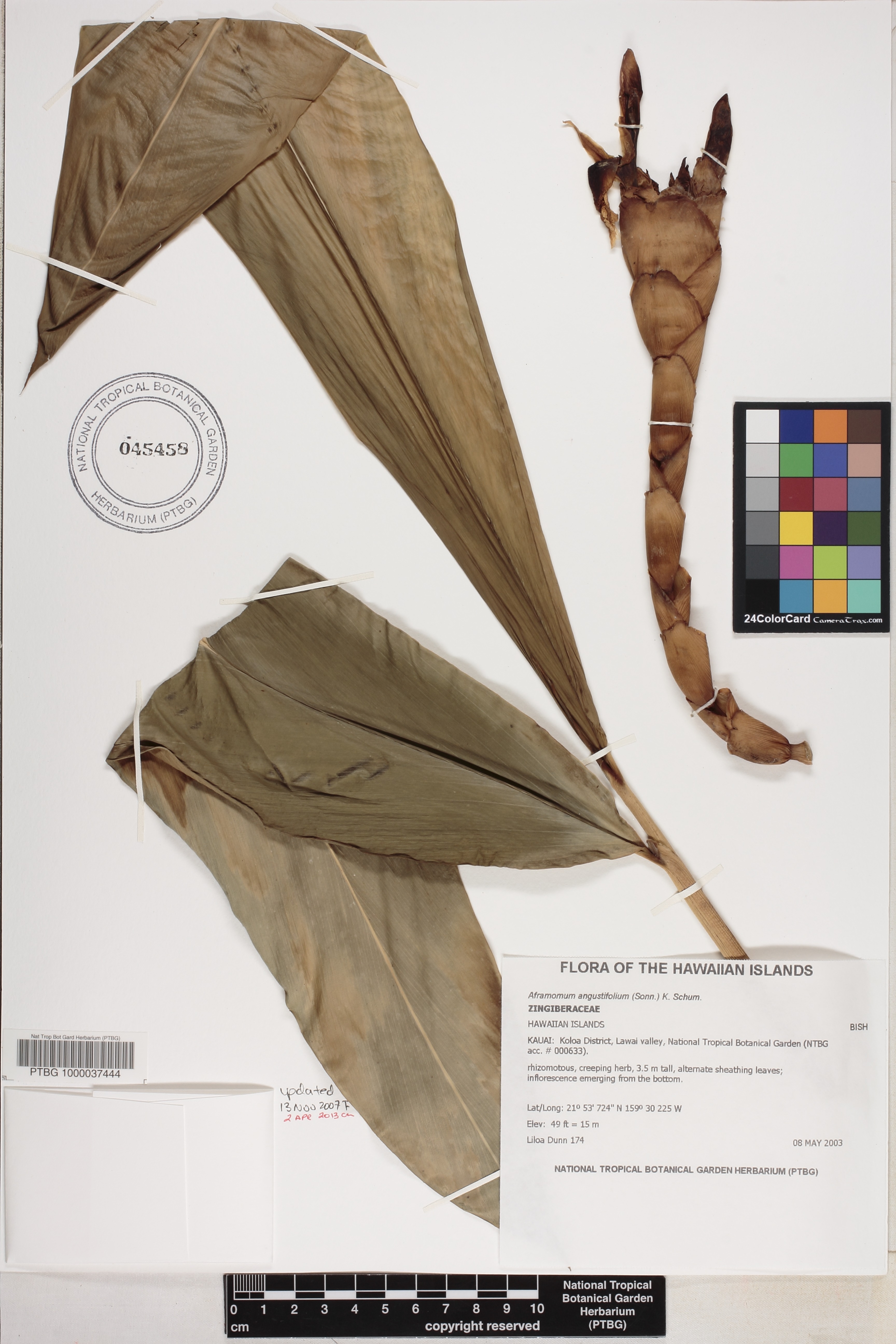 Aframomum angustifolium image