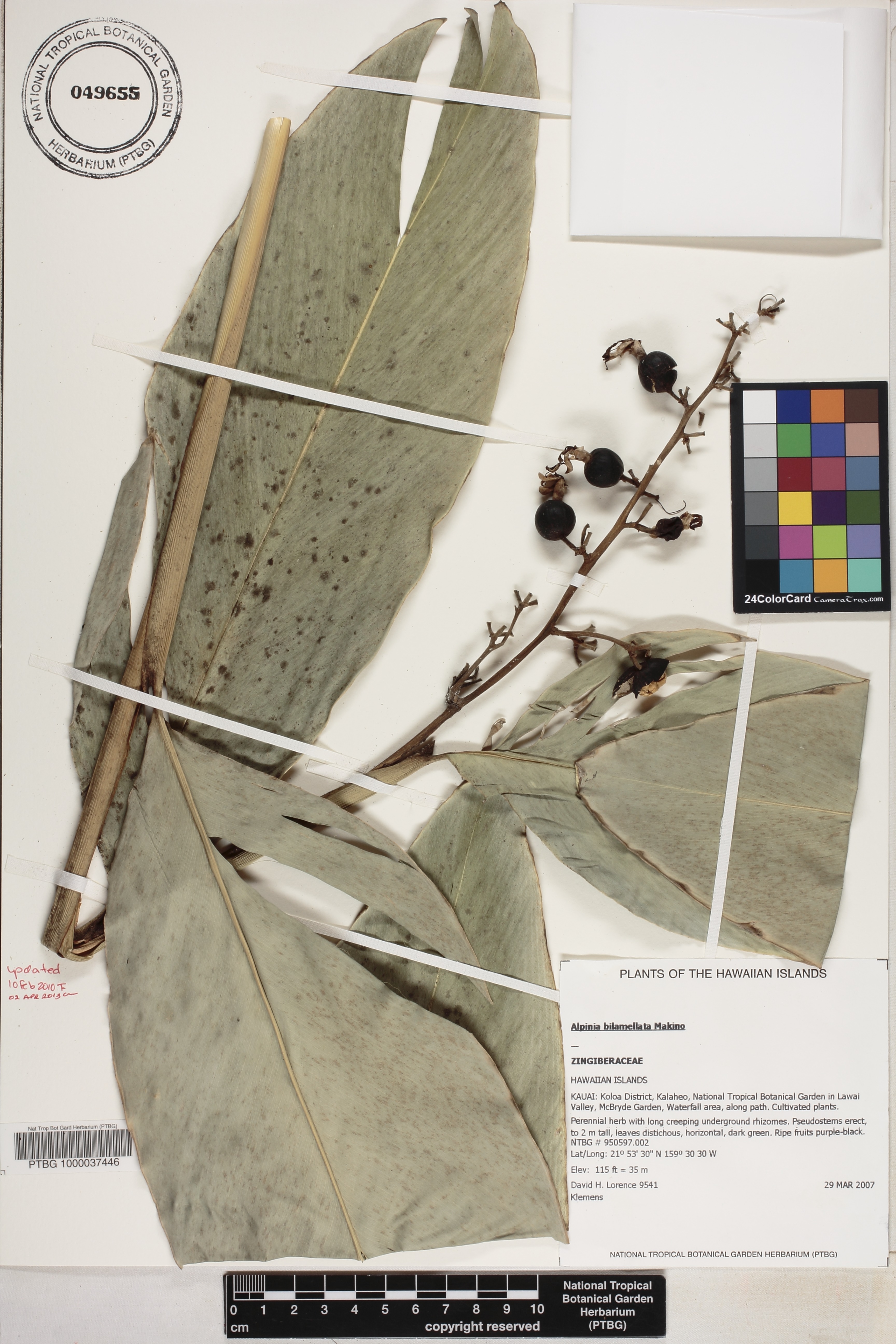 Alpinia nigra image