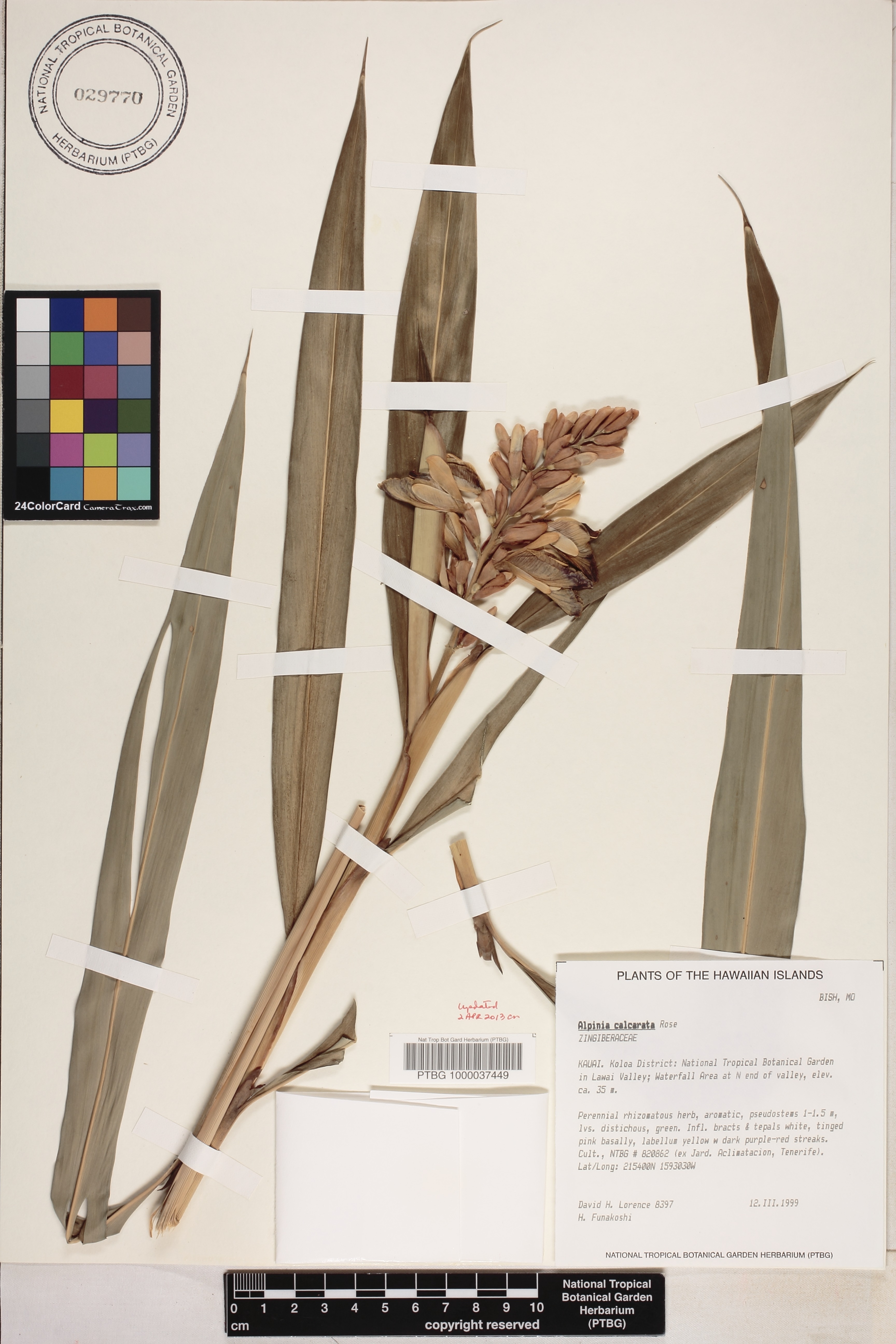 Alpinia calcarata image