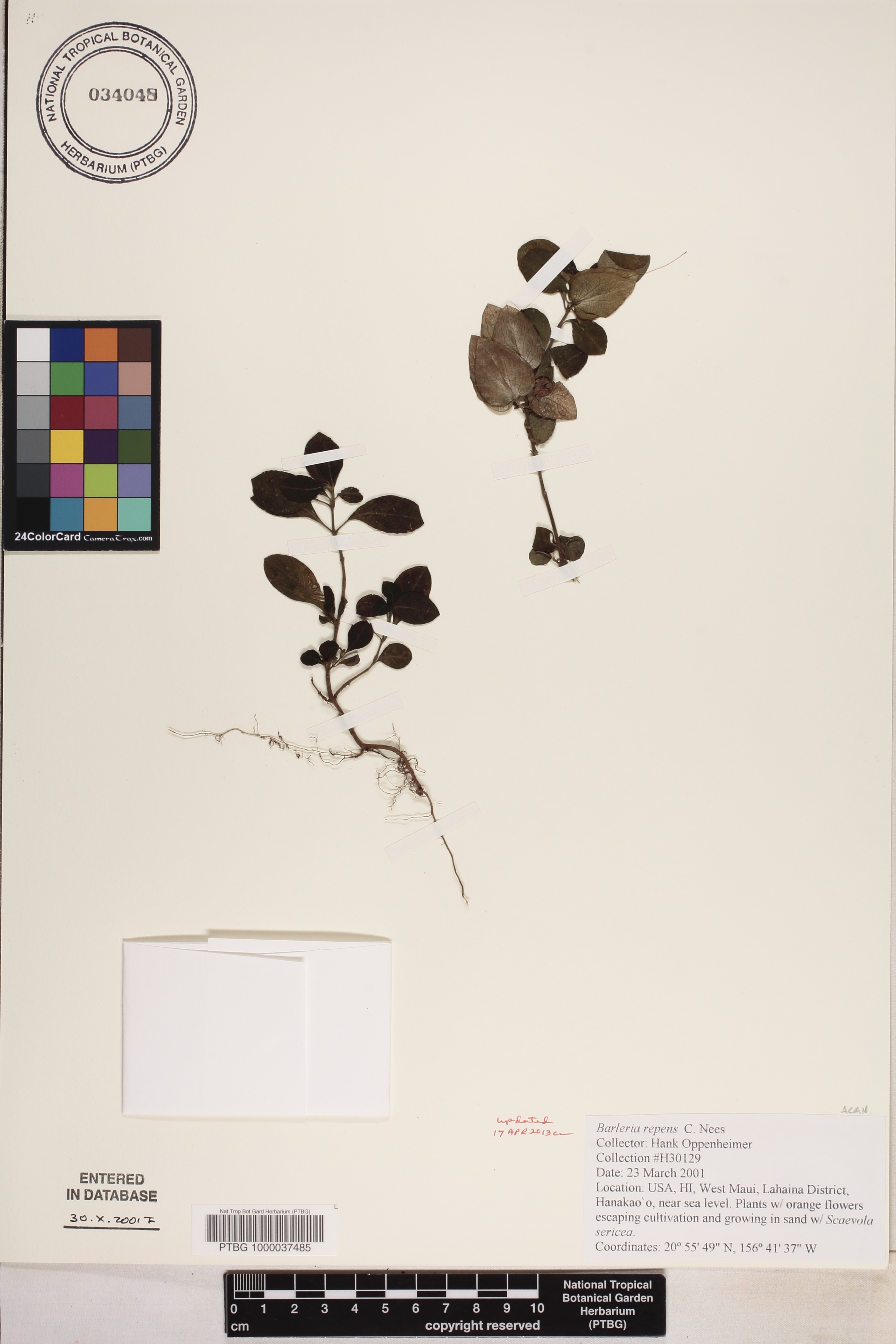 Barleria repens image