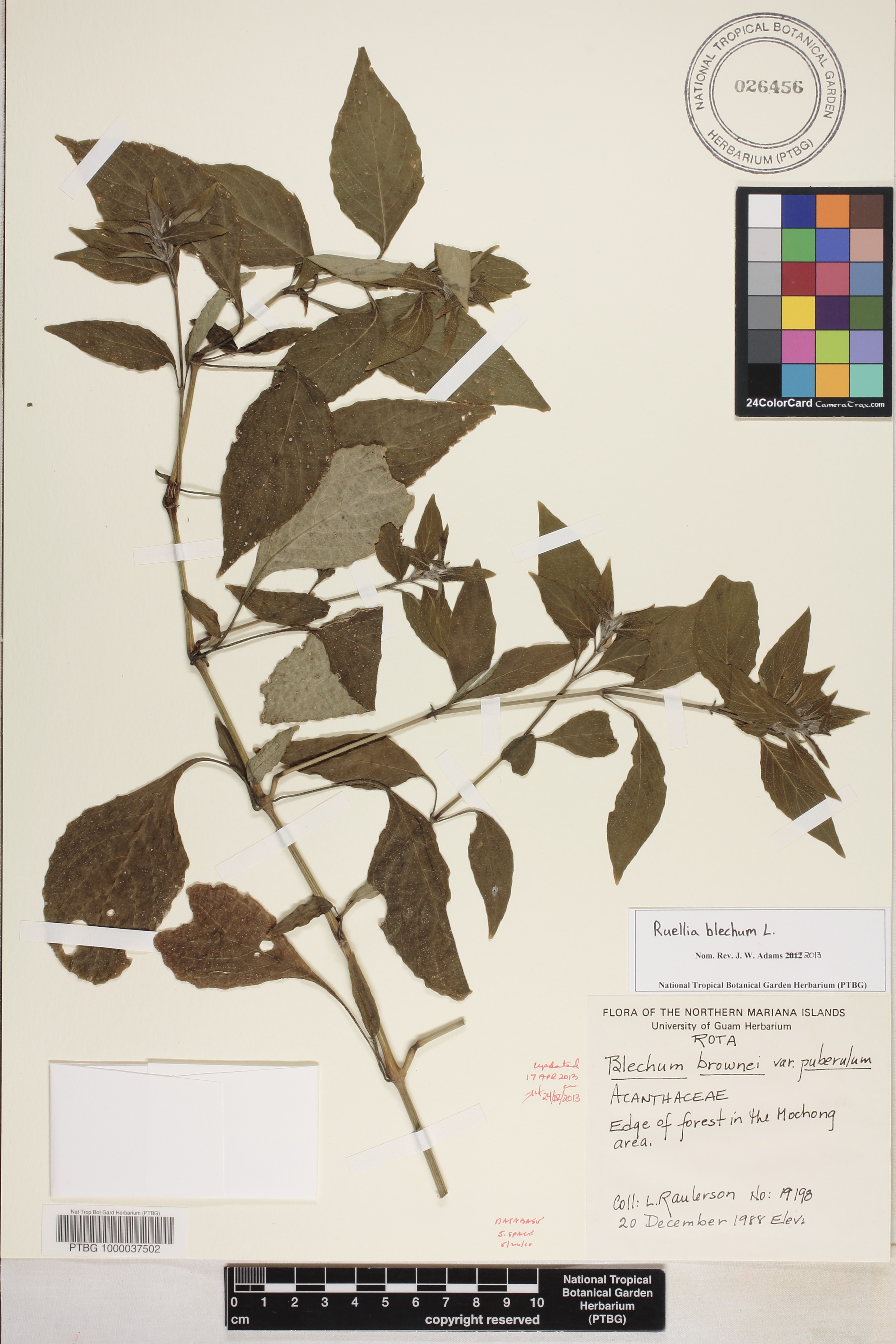 Ruellia blechum image