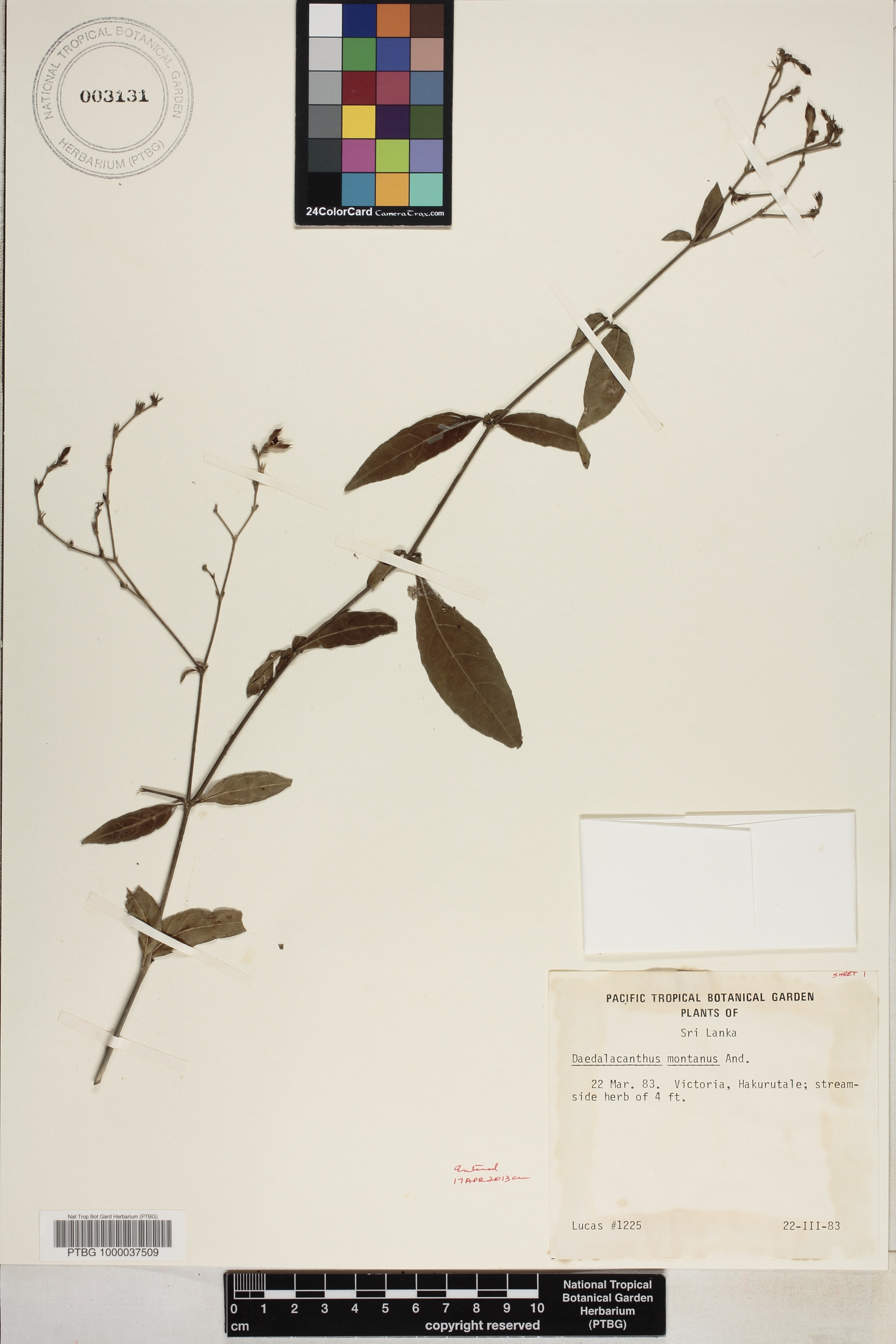 Eranthemum image
