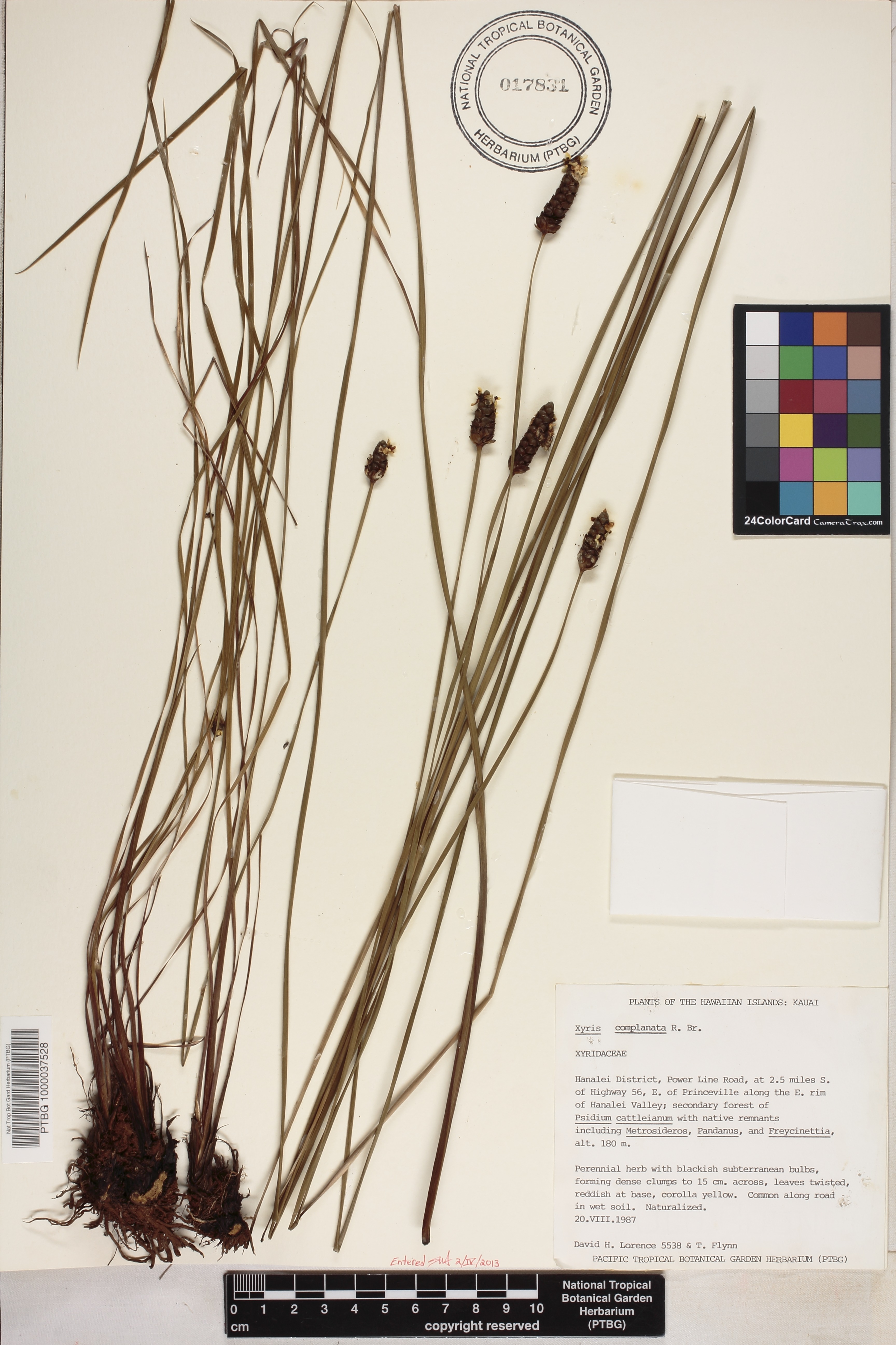 Xyris complanata image