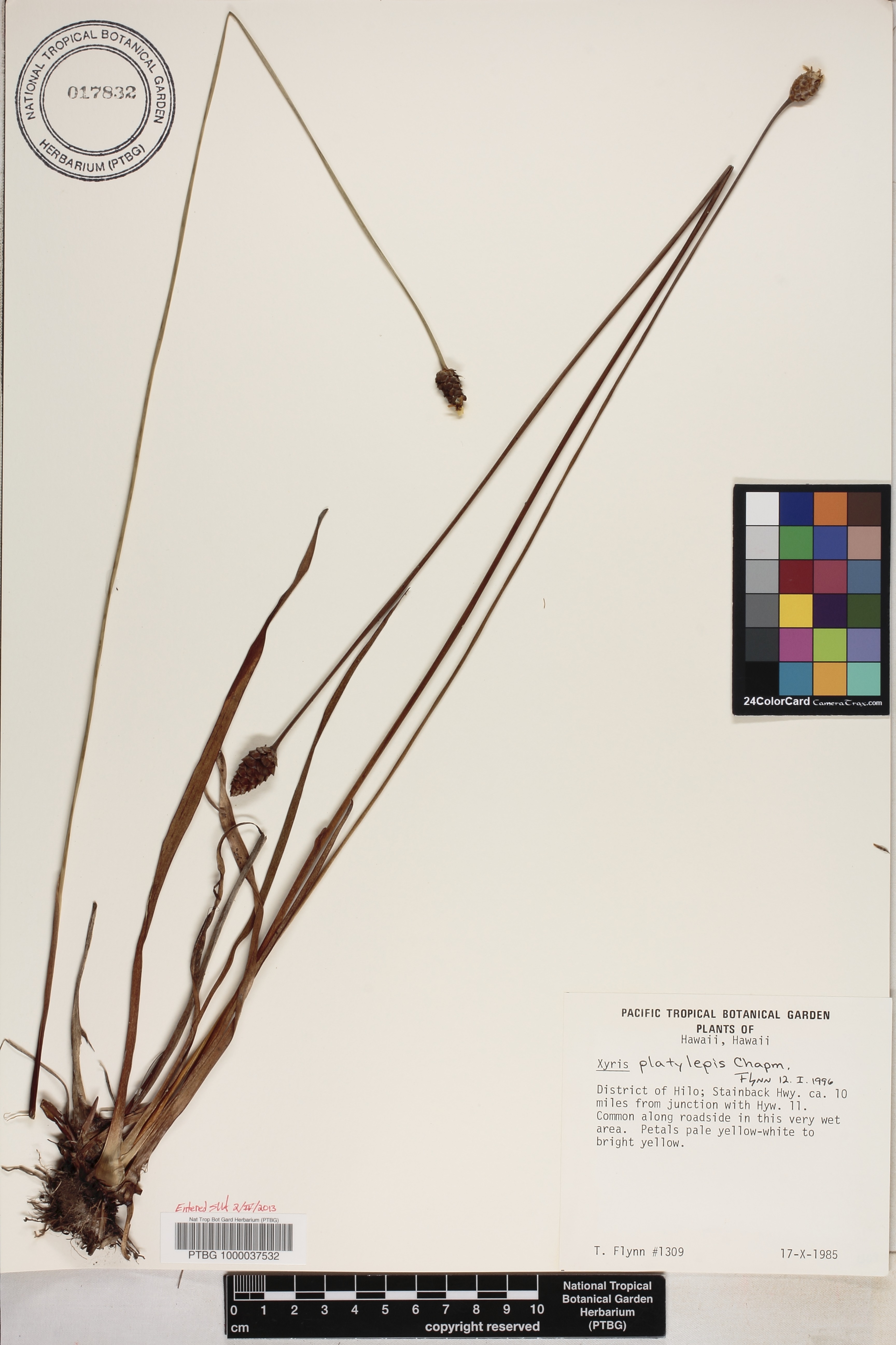Xyris platylepis image